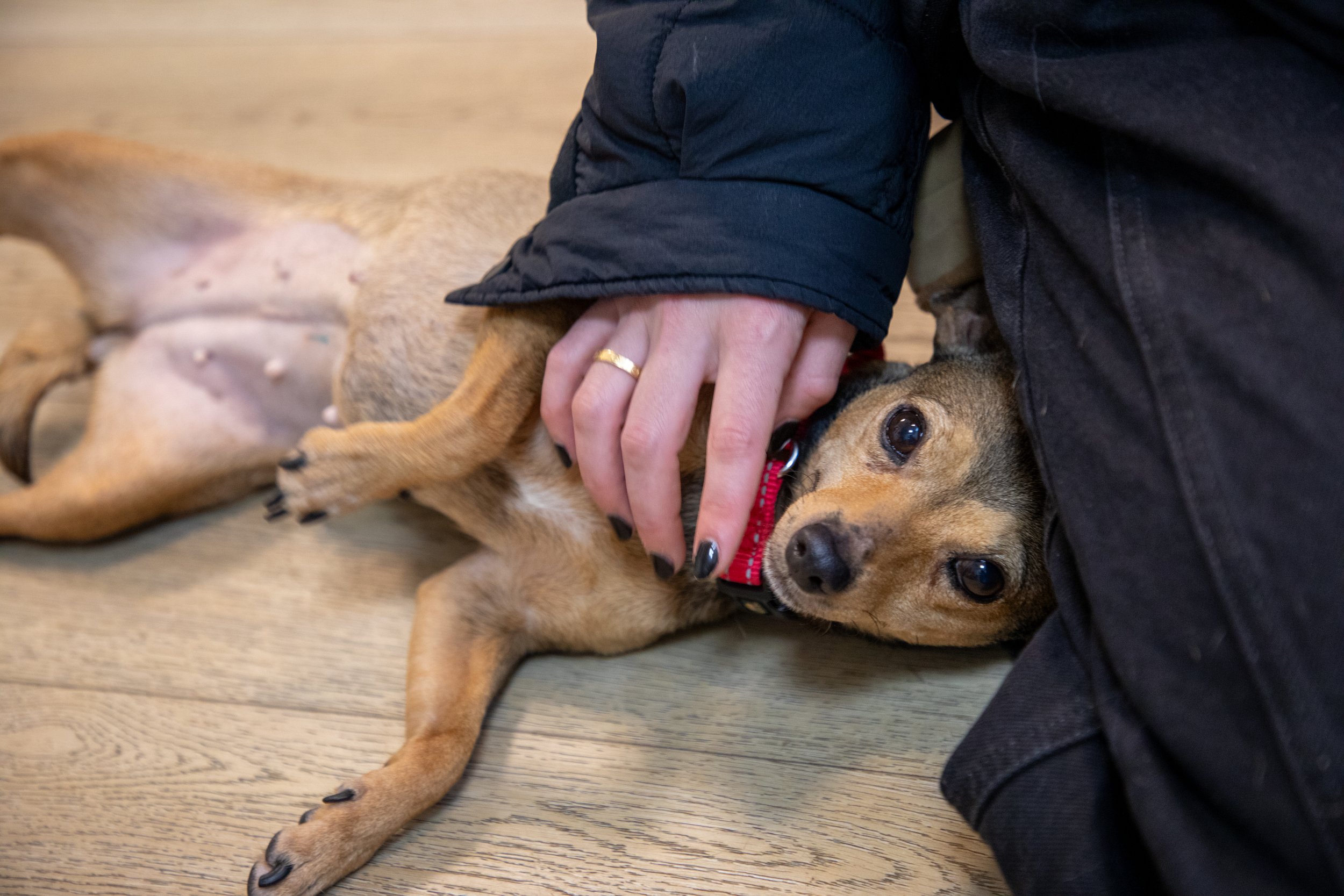 Will Locke Pet Photography- Hope For Life 12:28:2025 Chai31.jpg