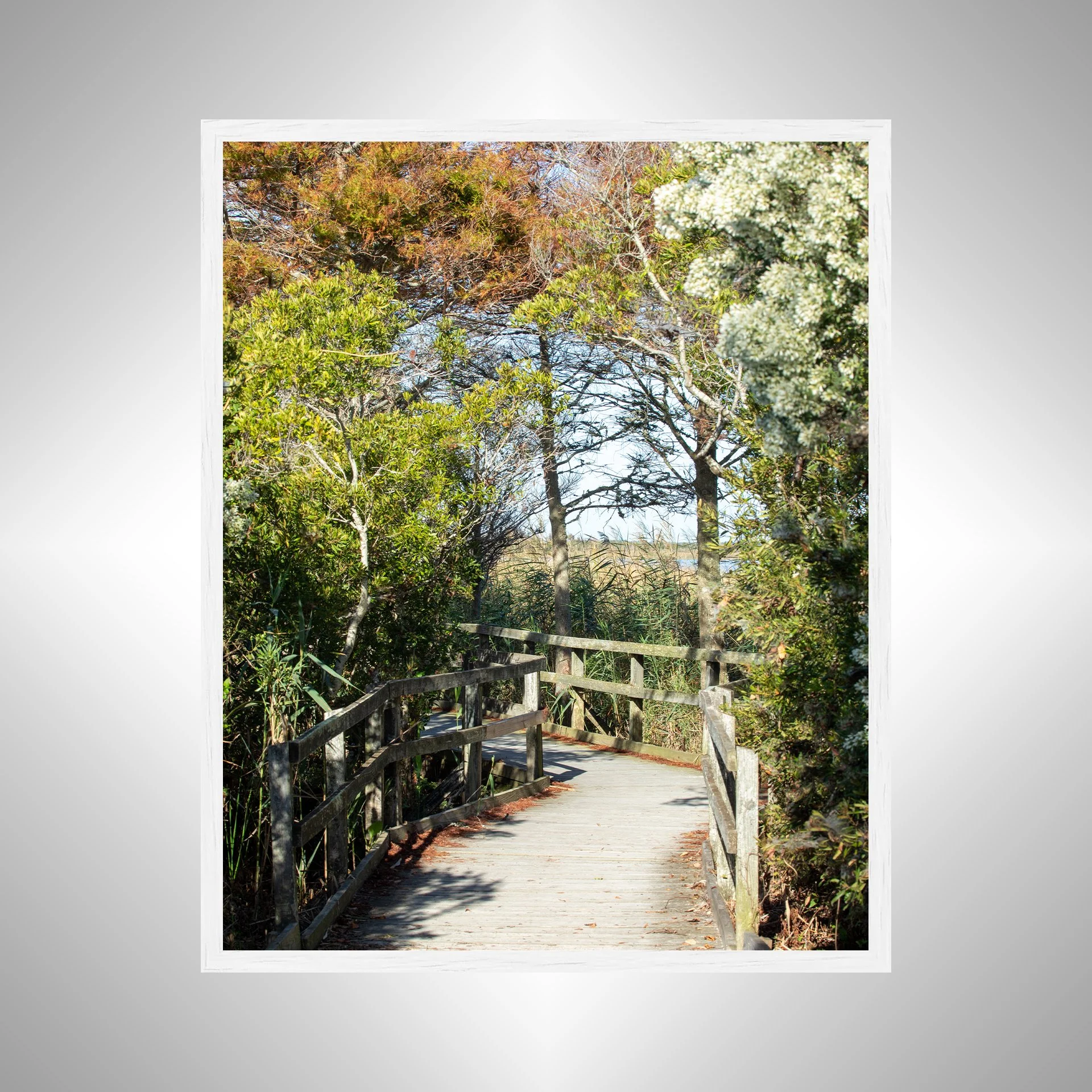 1:1 Back Bay National Wildlife Refuge Boardwalk- White Wood.jpg