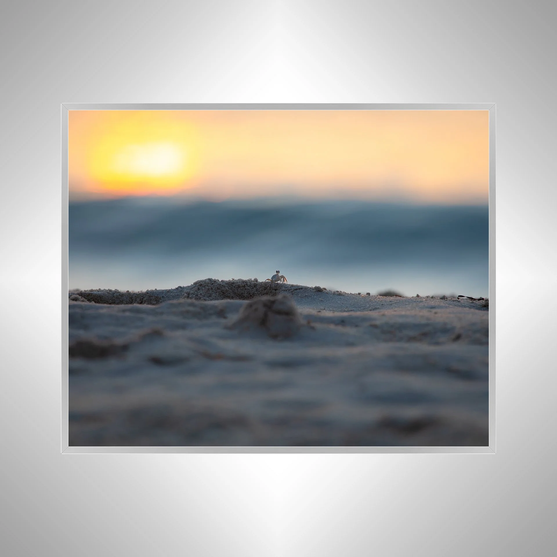 1:10 Ghost Crab Watching Wavebreak in Duck, NC- Silvre.jpg