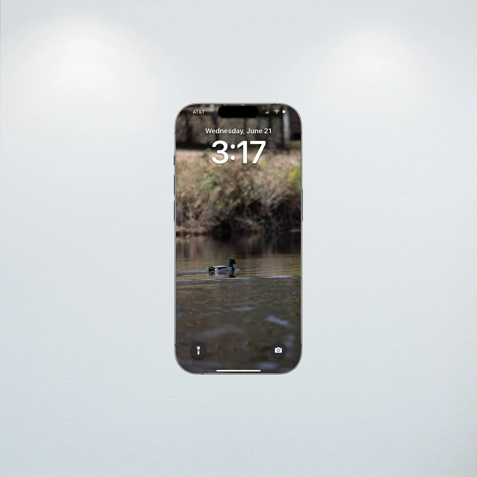 1:10 Duck at Seashore State Park- Wallpaper.jpg