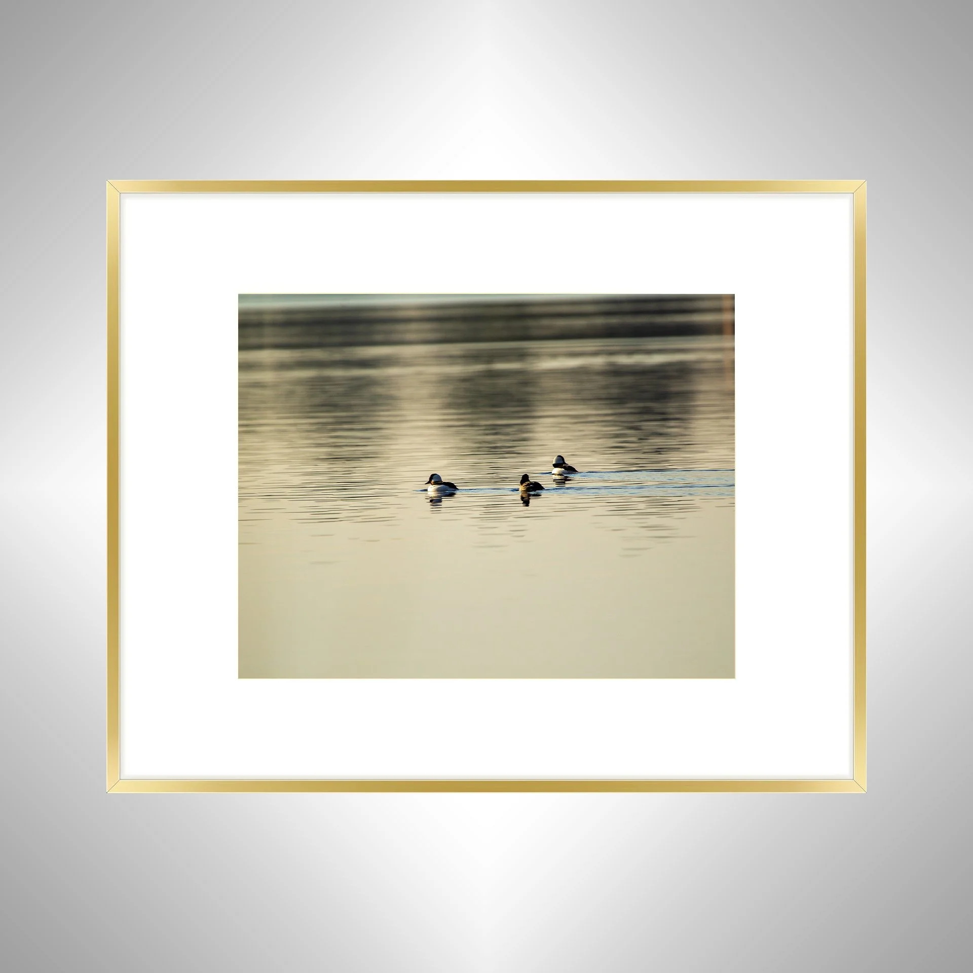 1:1 Bufflehead Family on Lafayette- Gold Metal w: Border.jpg