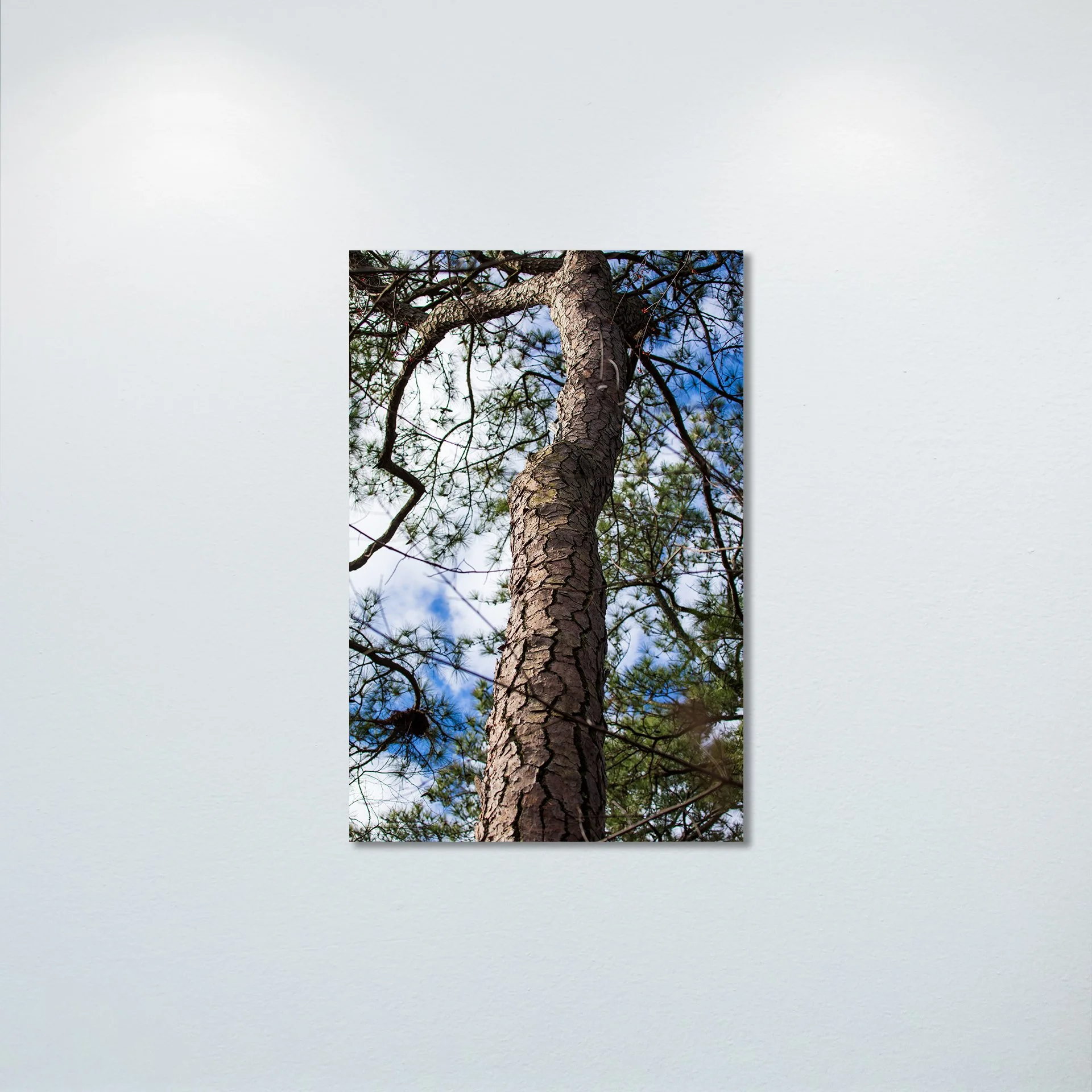 1:1 Seashore State Park Pine Tree Bark- Poster & Canvas.jpg