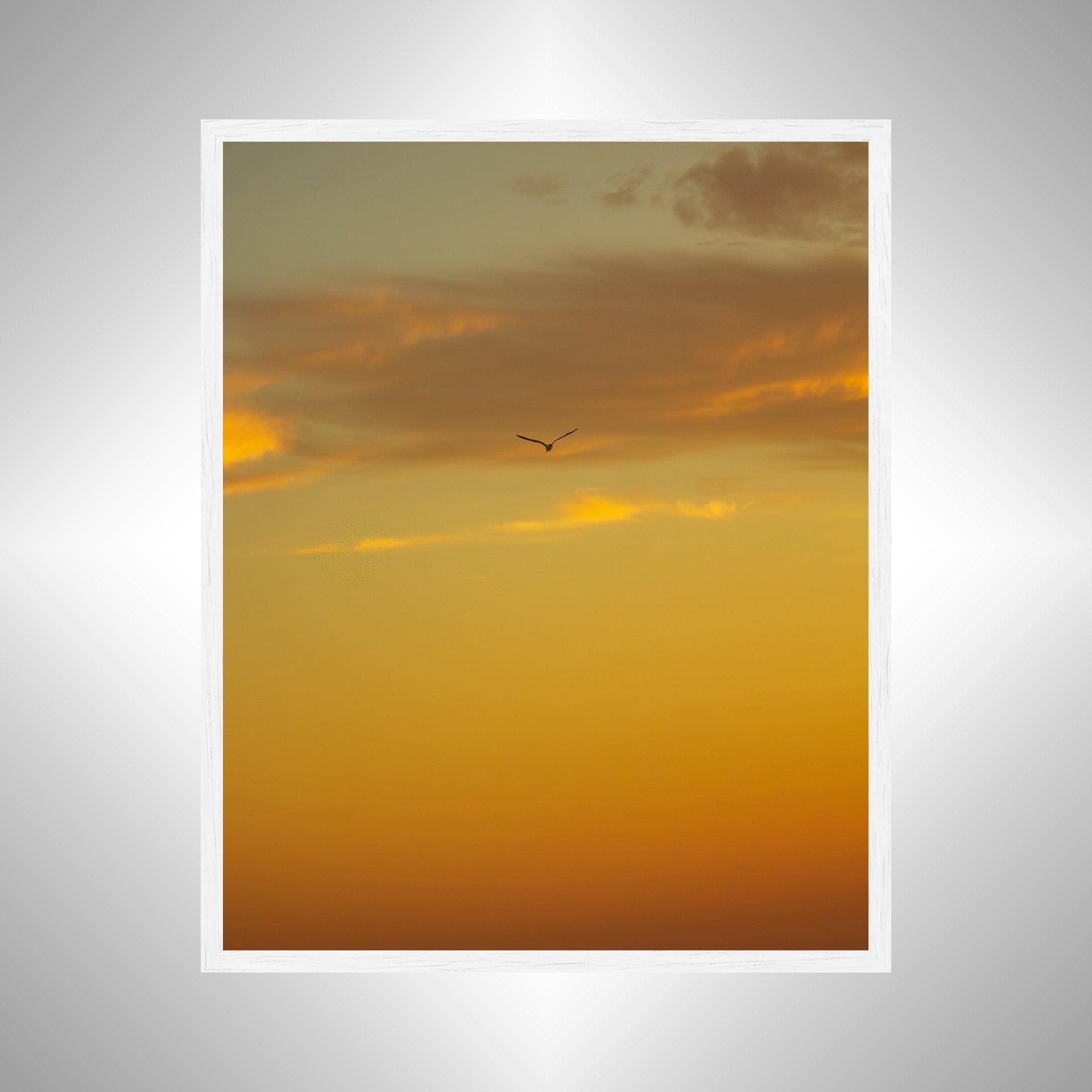 1:1 Seagull Soaring towards Clouds & Sunrise Gradient- White.jpg