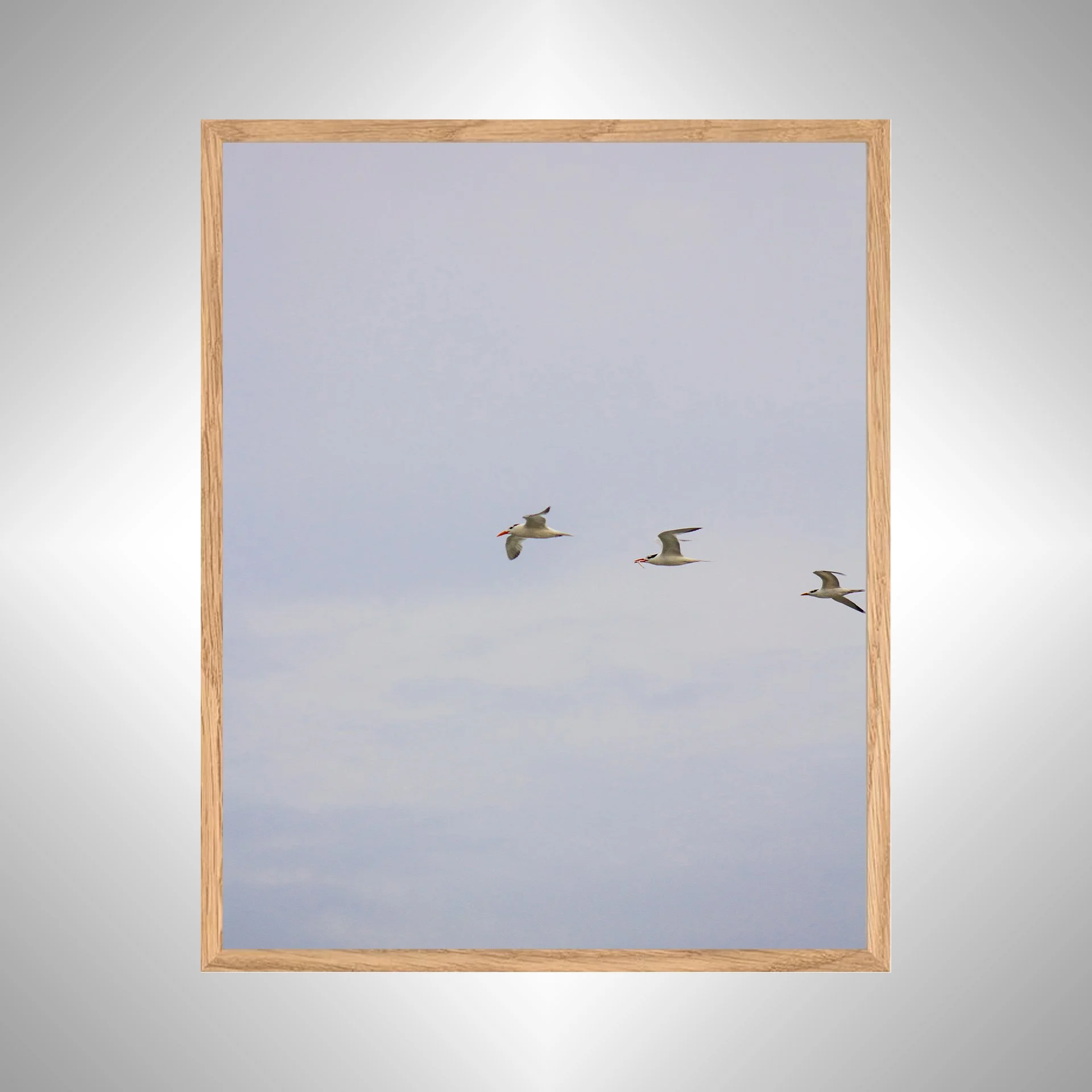 1:1 Trio of Common Tern with Fish- White copy NATTY.jpg