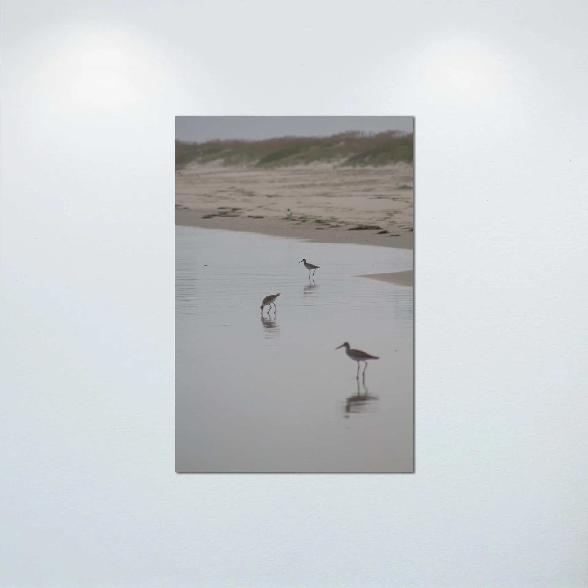 1:1 Three Willets Reflection- Poster & Canvas.jpg