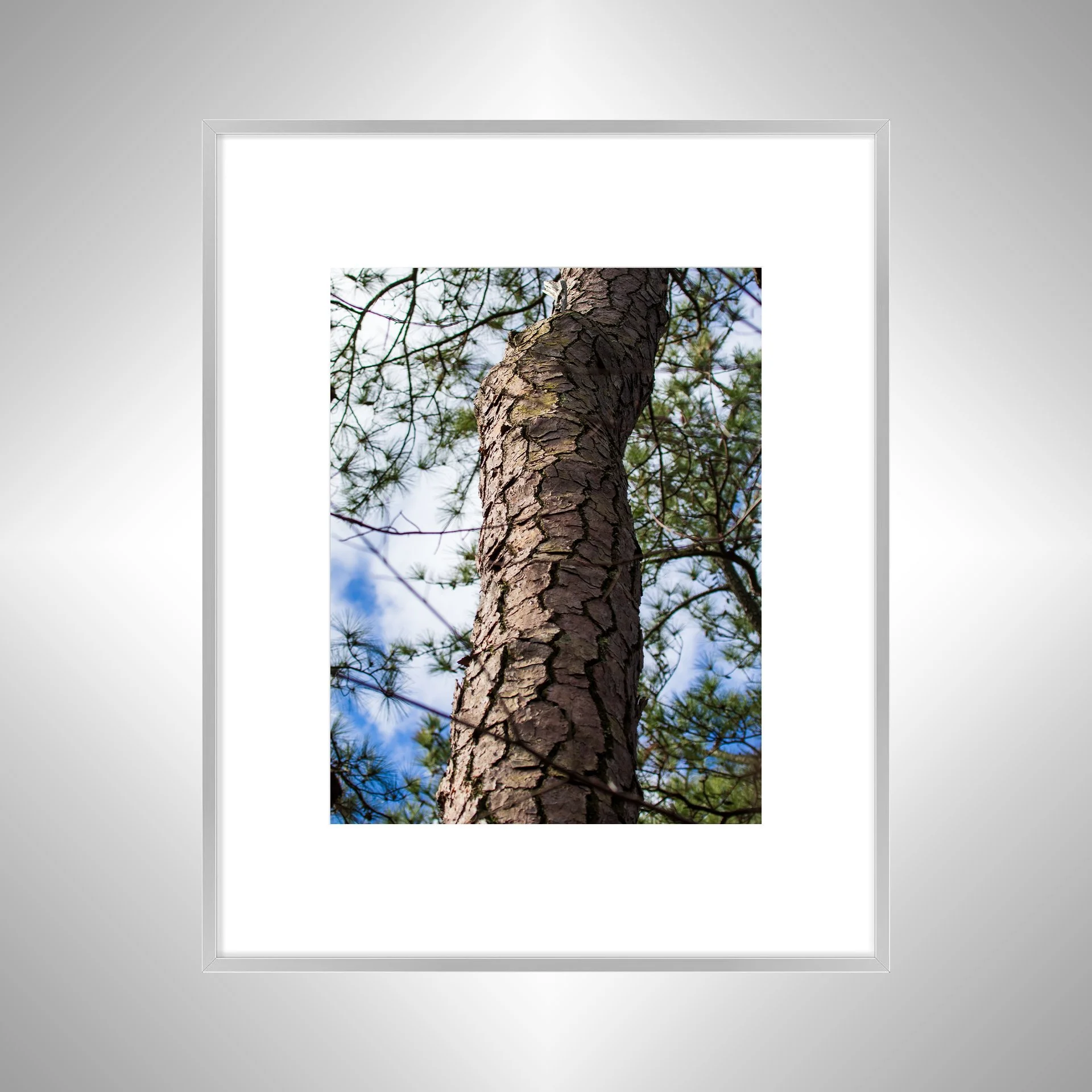 1:1 Seashore State Park Pine Tree Bark- Silver1:1 Seashore State Park Pine Tree Bark.jpg