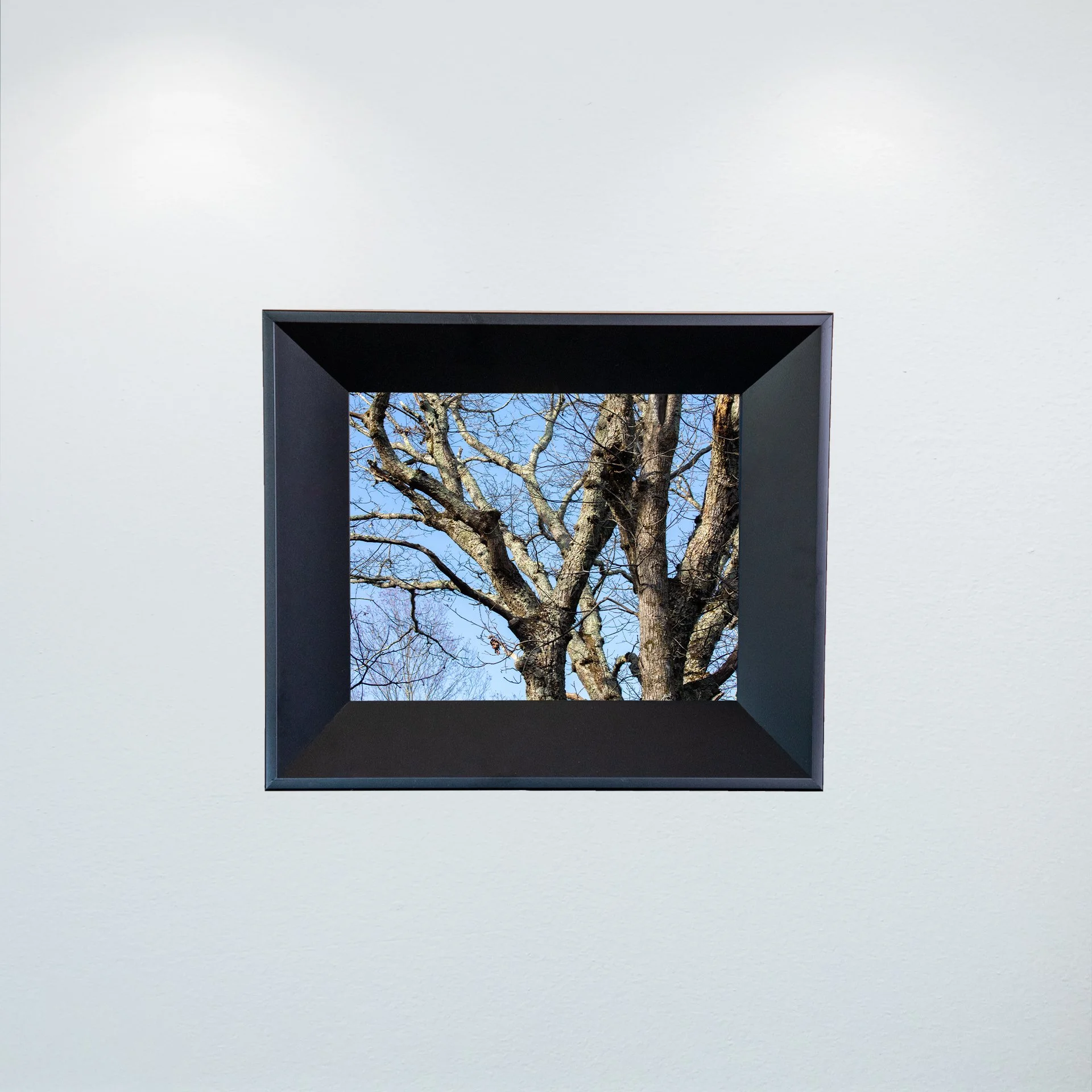 1:1 Trees at the Shenandoah National Park- Mini.jpg