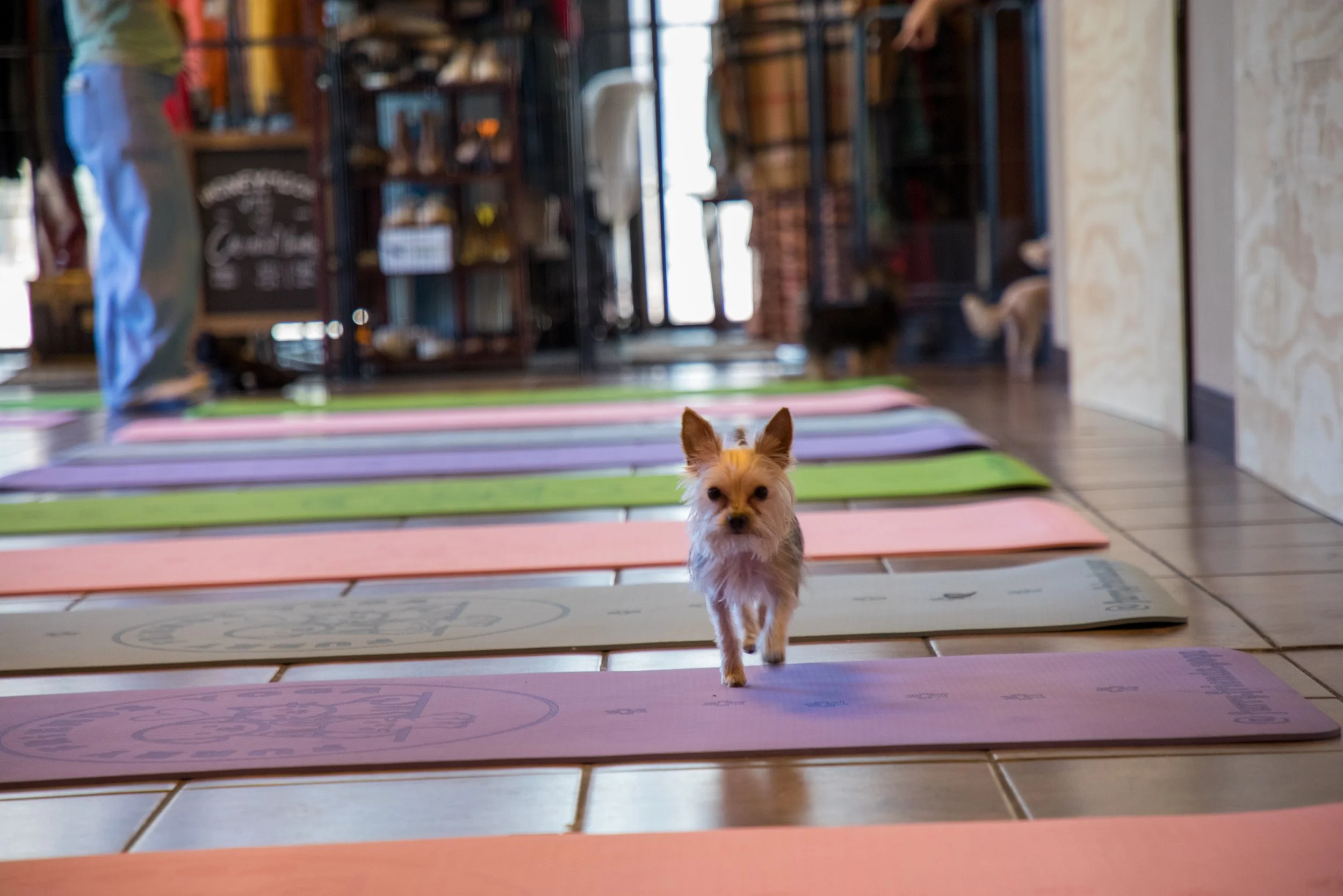 Marketing and Event Photography by Will Locke. Small dog walking on yoga mats inside a store or cafe with people and shelves in the background.