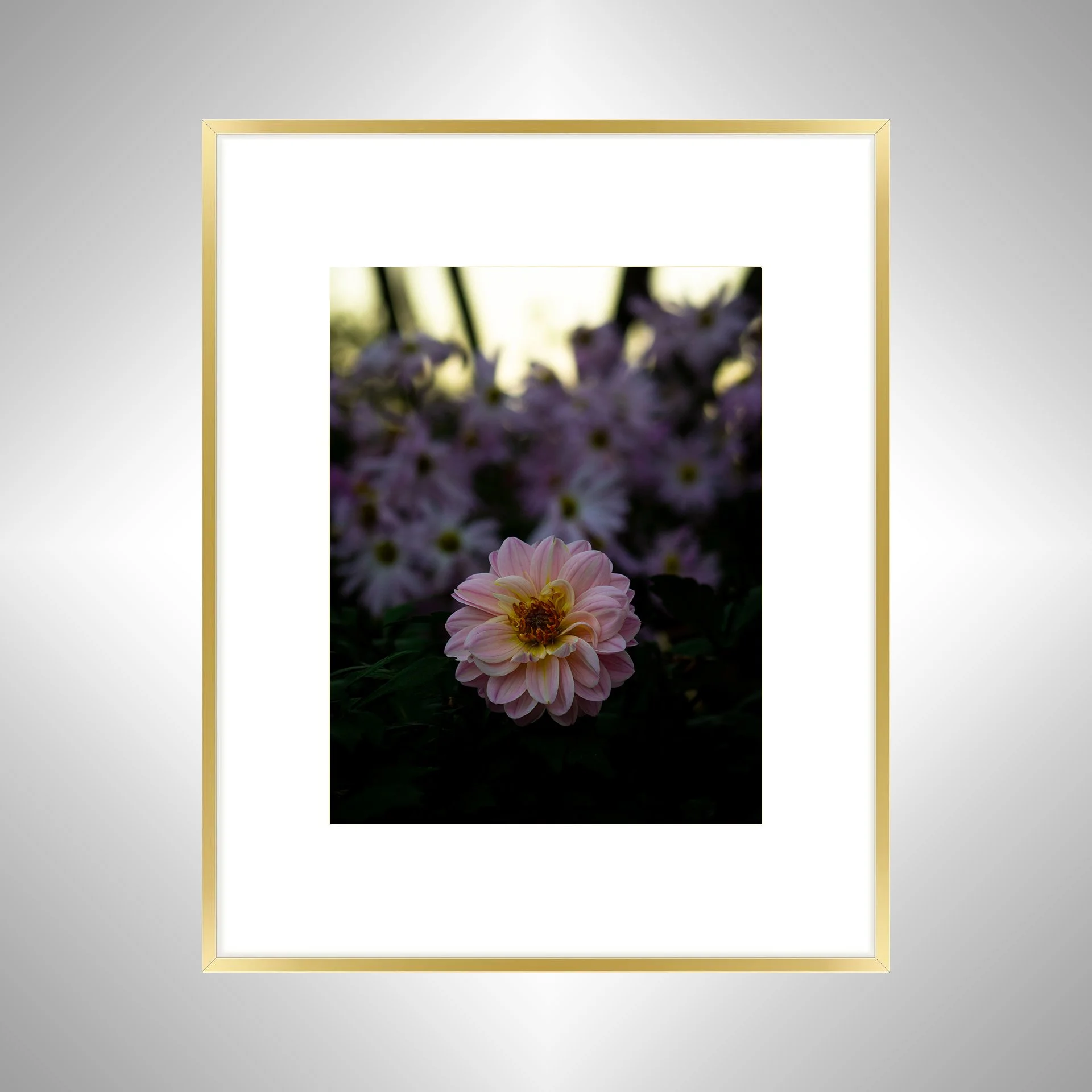 1:10 Pink Dahlia at Botanical Gardens- Gold w: Border.jpg