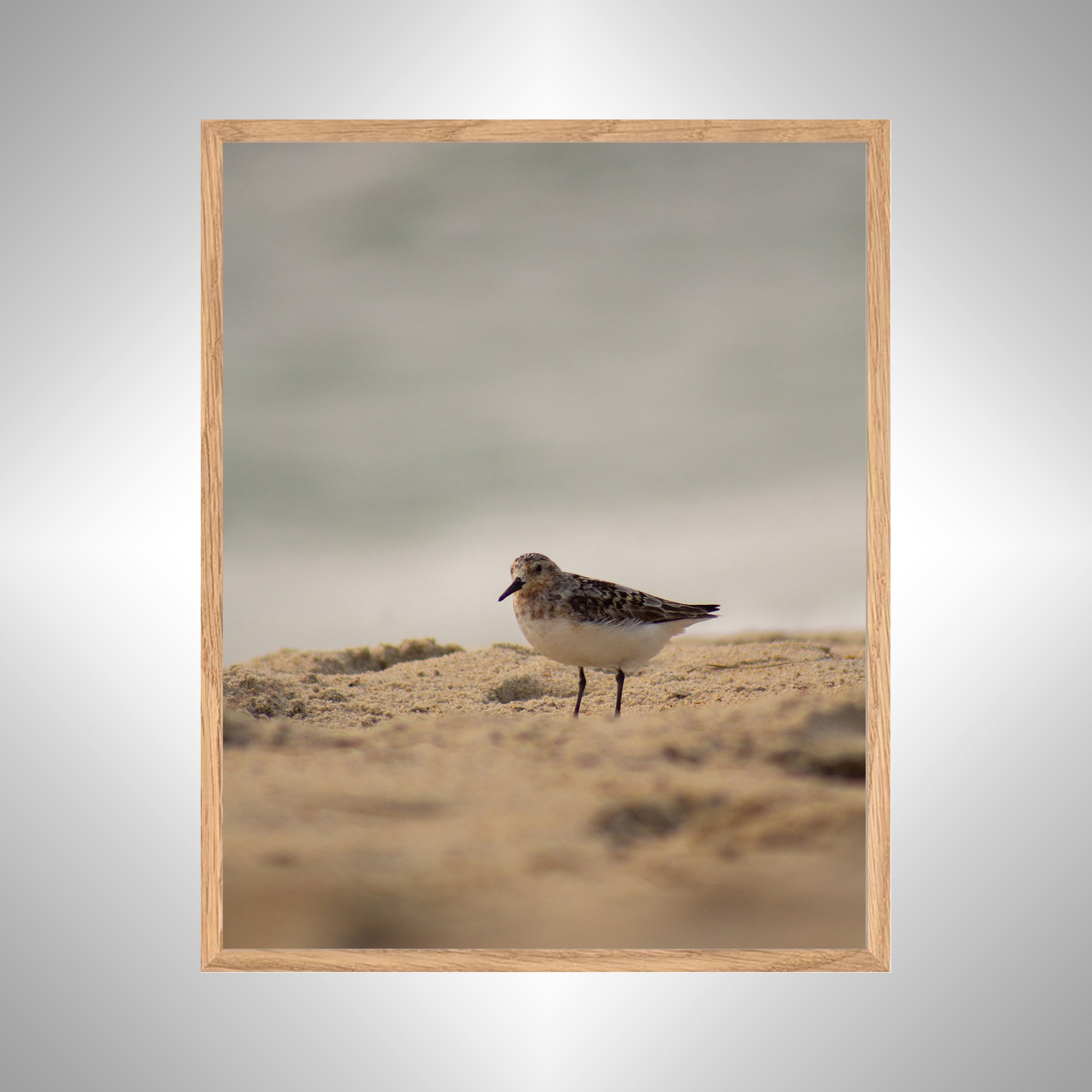 1:10 Sanderling Photoshoot in Rodanthe- White copy NATTY.jpg