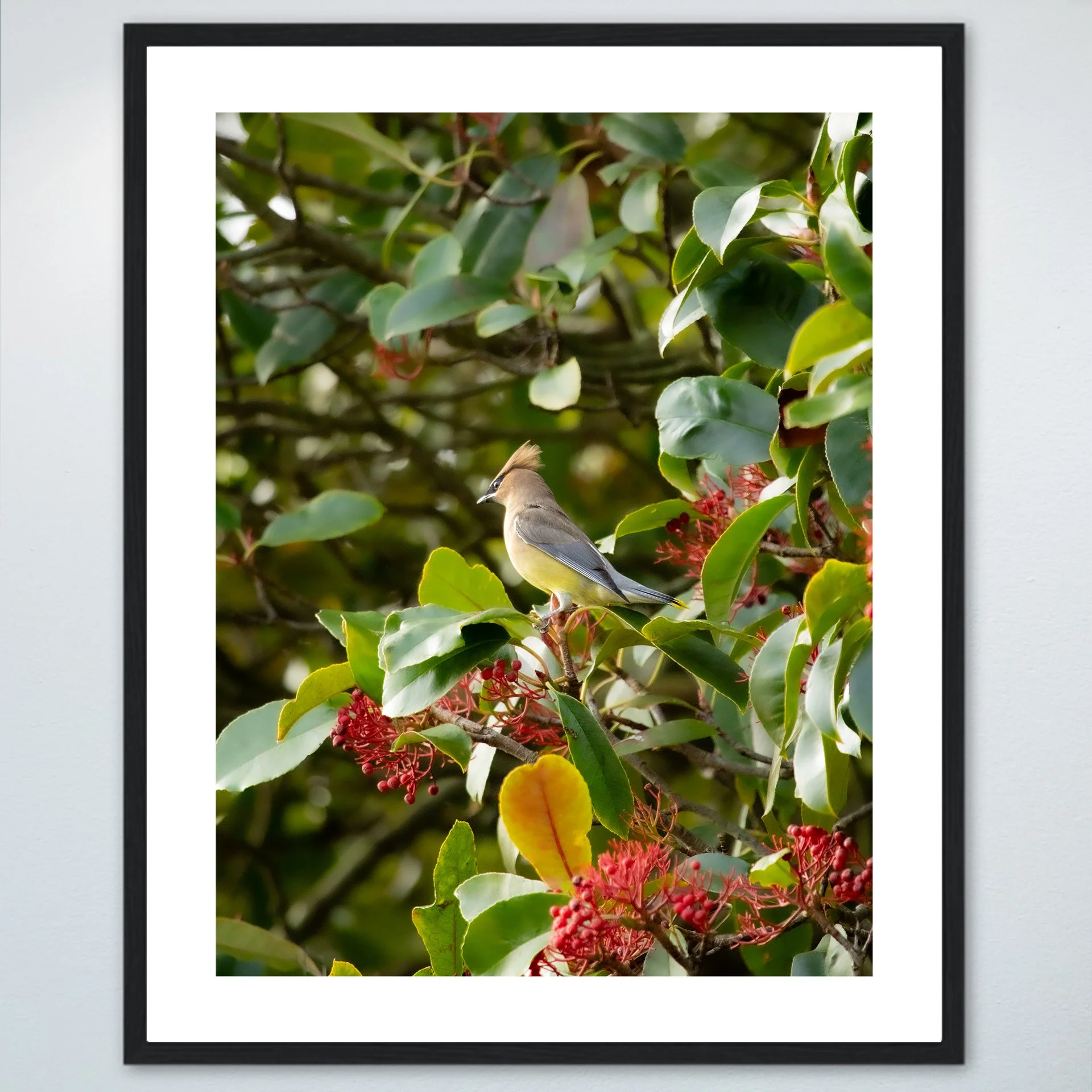 1:10 Cedar Waxwing Perched- Wood w: Border.jpg