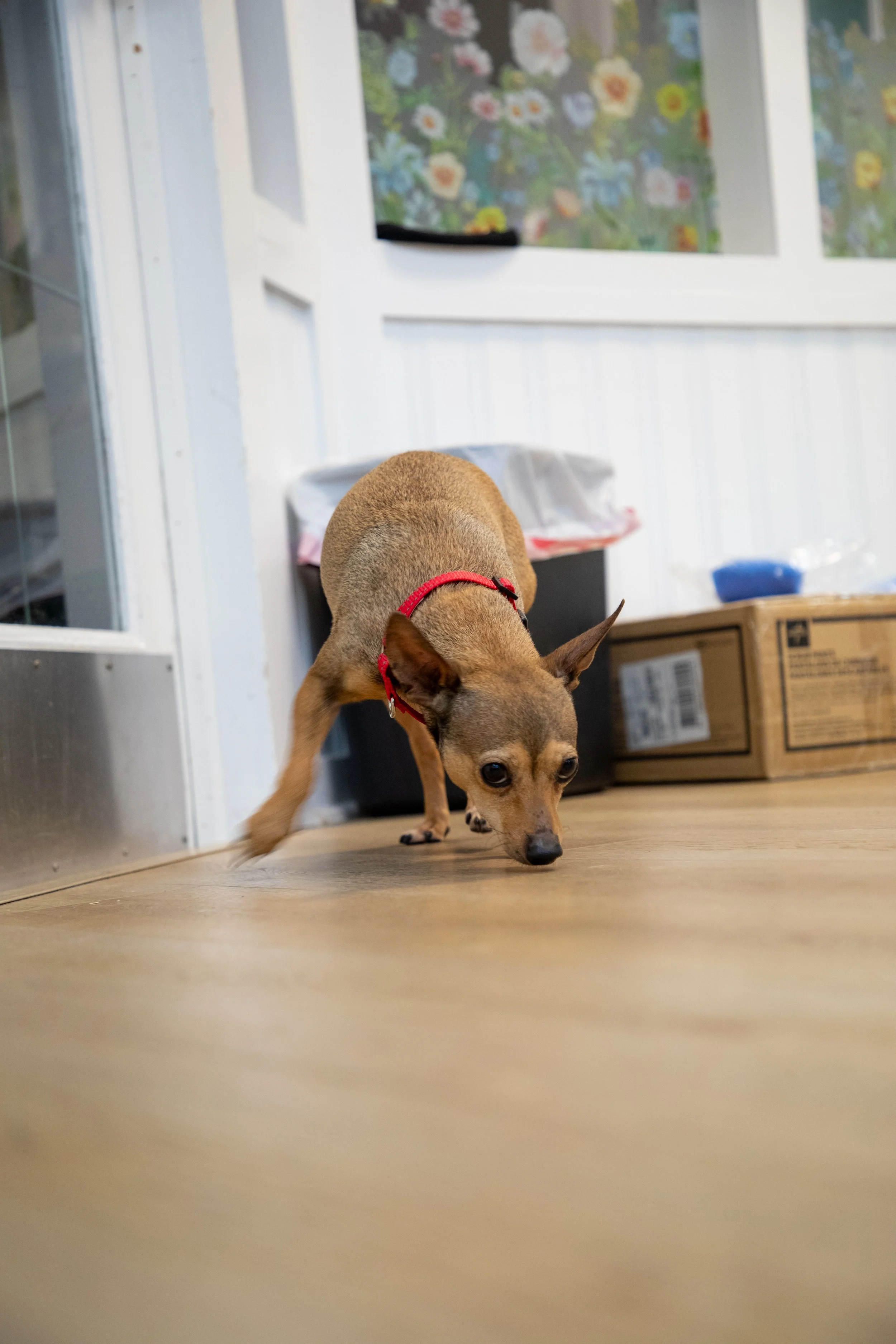 Will Locke Pet Photography- Hope For Life 12:28:2025 Chai47.jpg