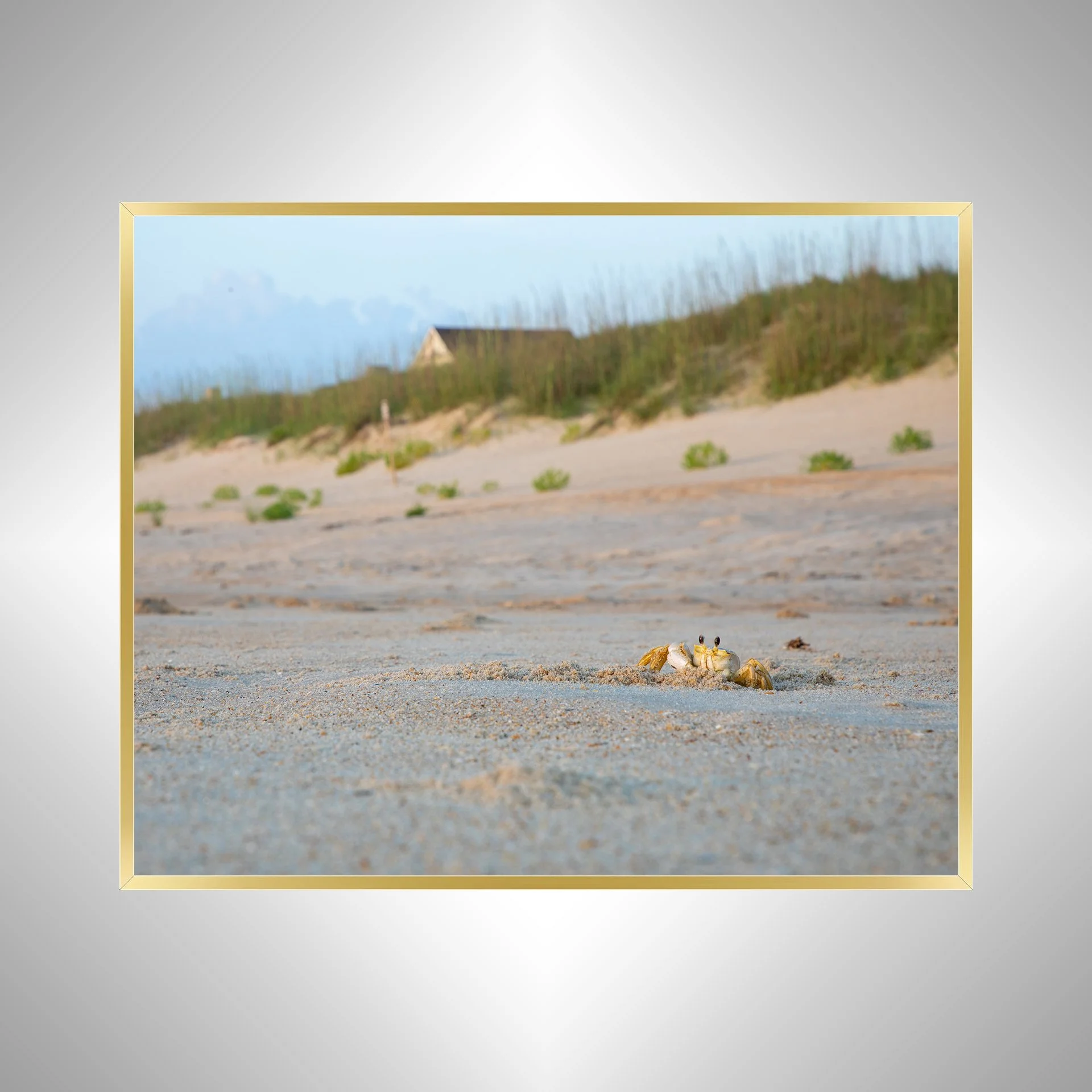1:10 Ghost Crab Headshot- Gold.jpg
