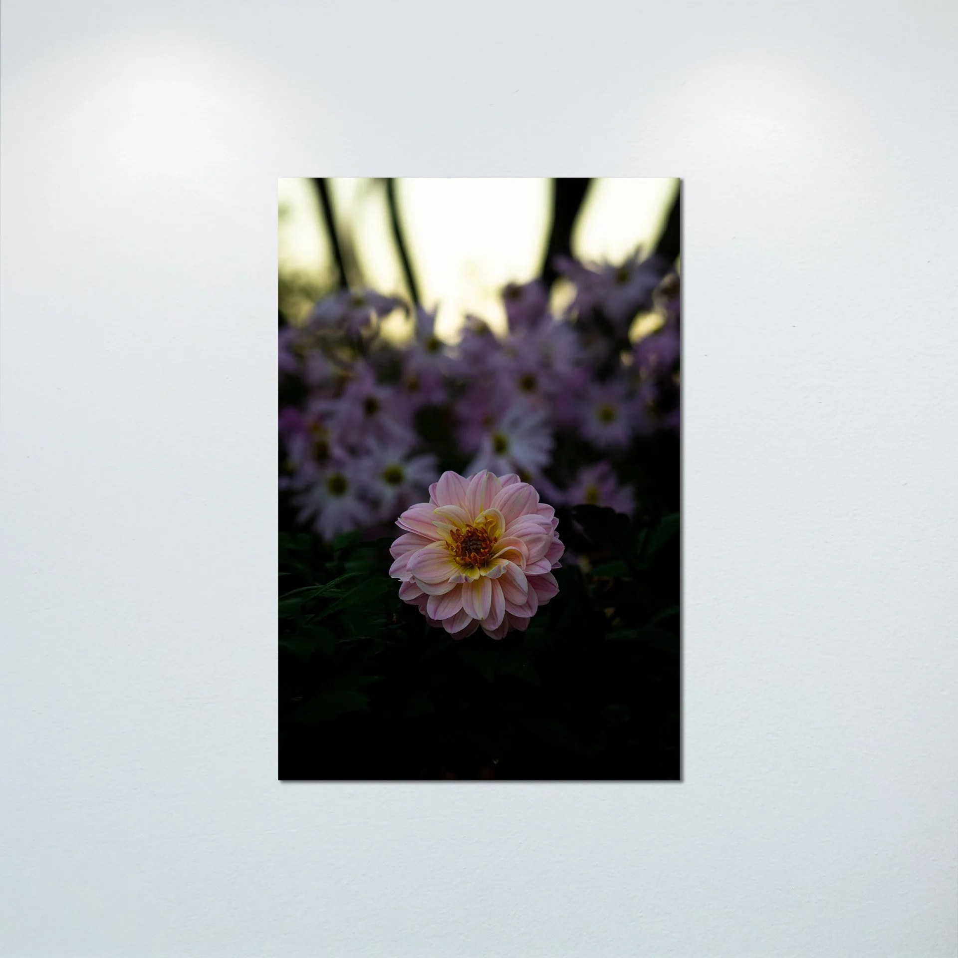 1:10 Pink Dahlia at Botanical Gardens- Poster & Canvas.jpg