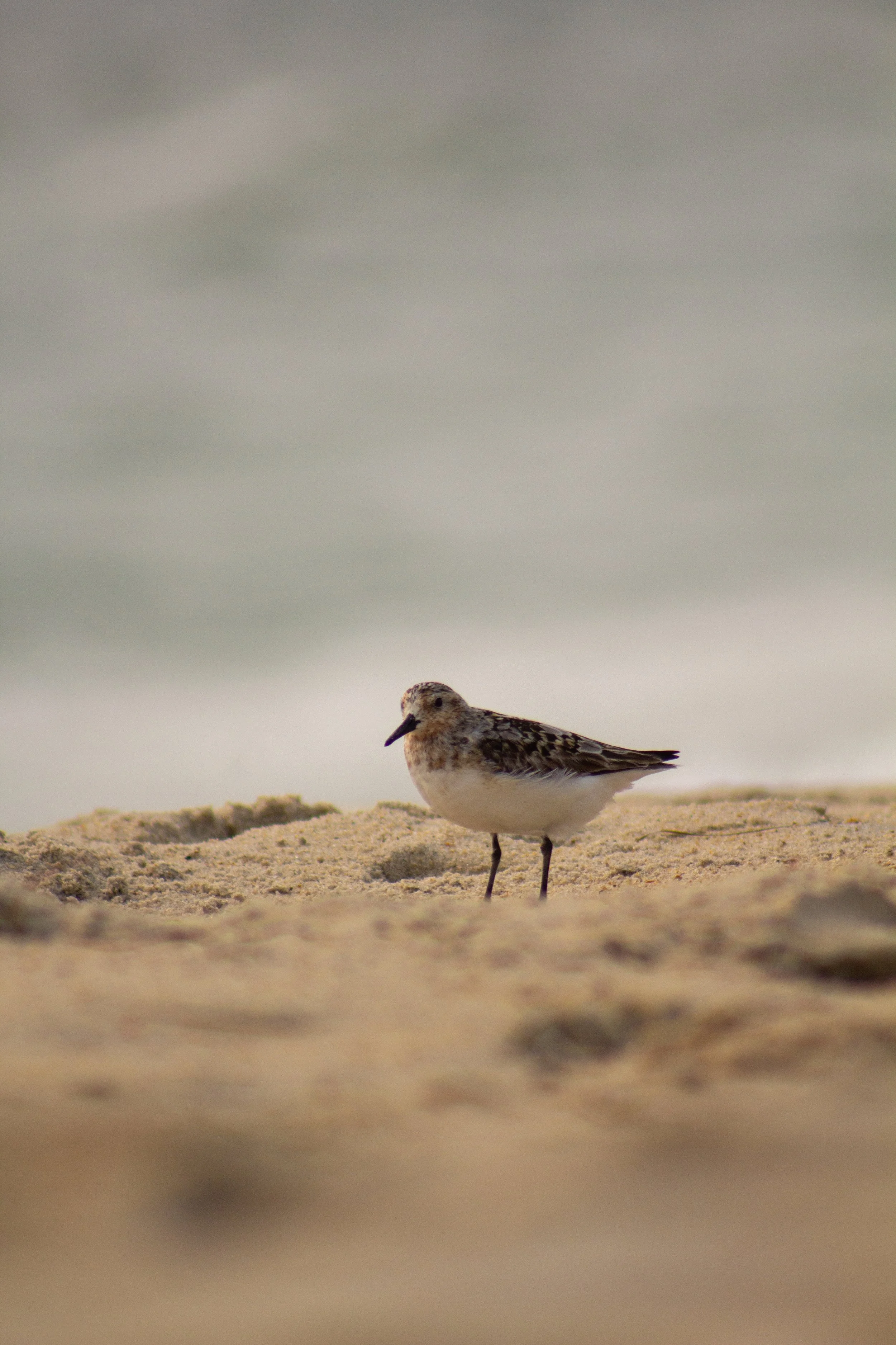 1:10 Sanderling Photoshoot in Rodanthe.jpg
