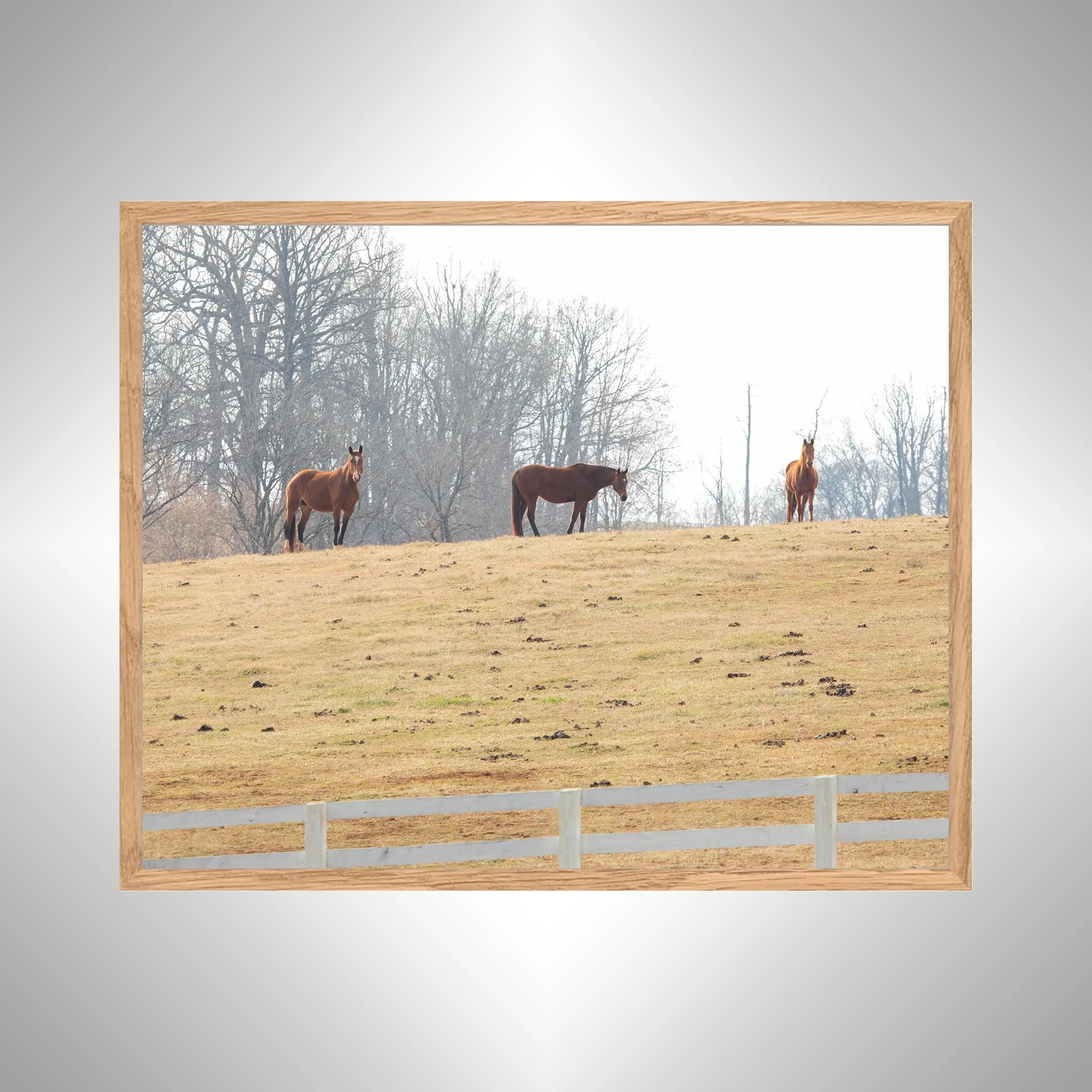 1:10 Horse Hill- White copy NATTY.jpg