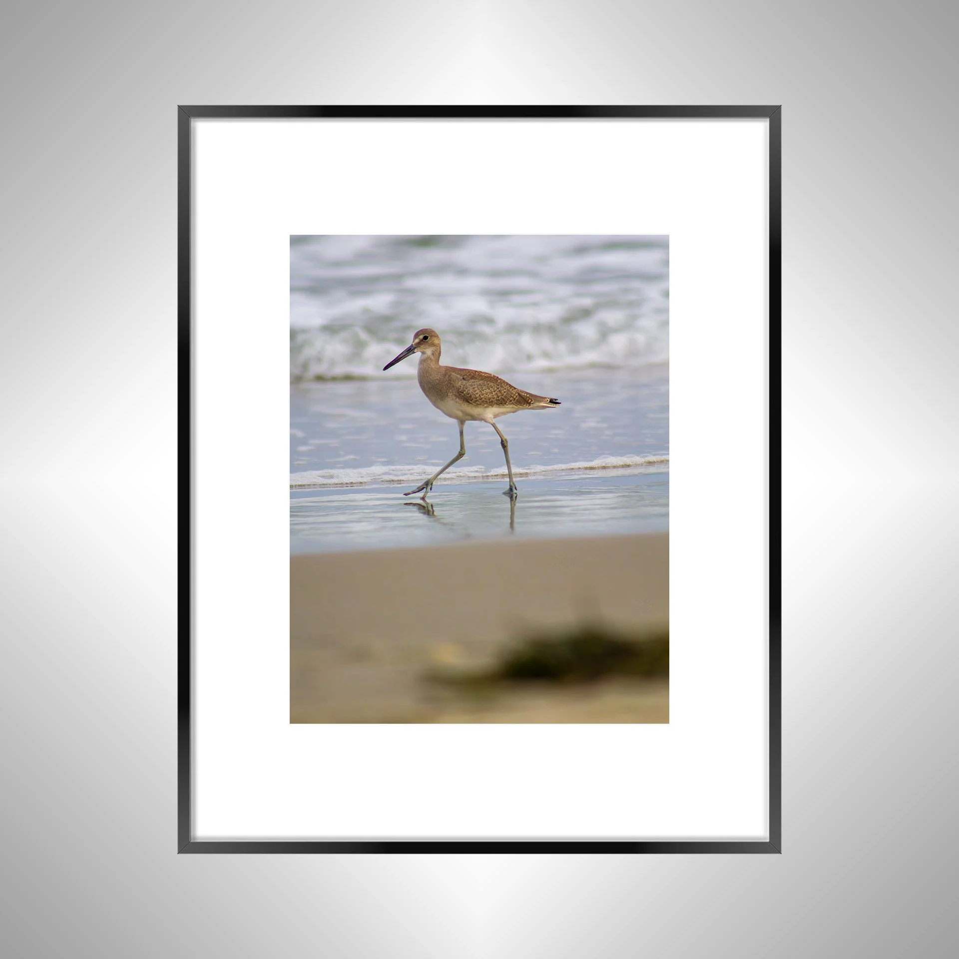 1:1 Willet Walking- black w: Border.jpg