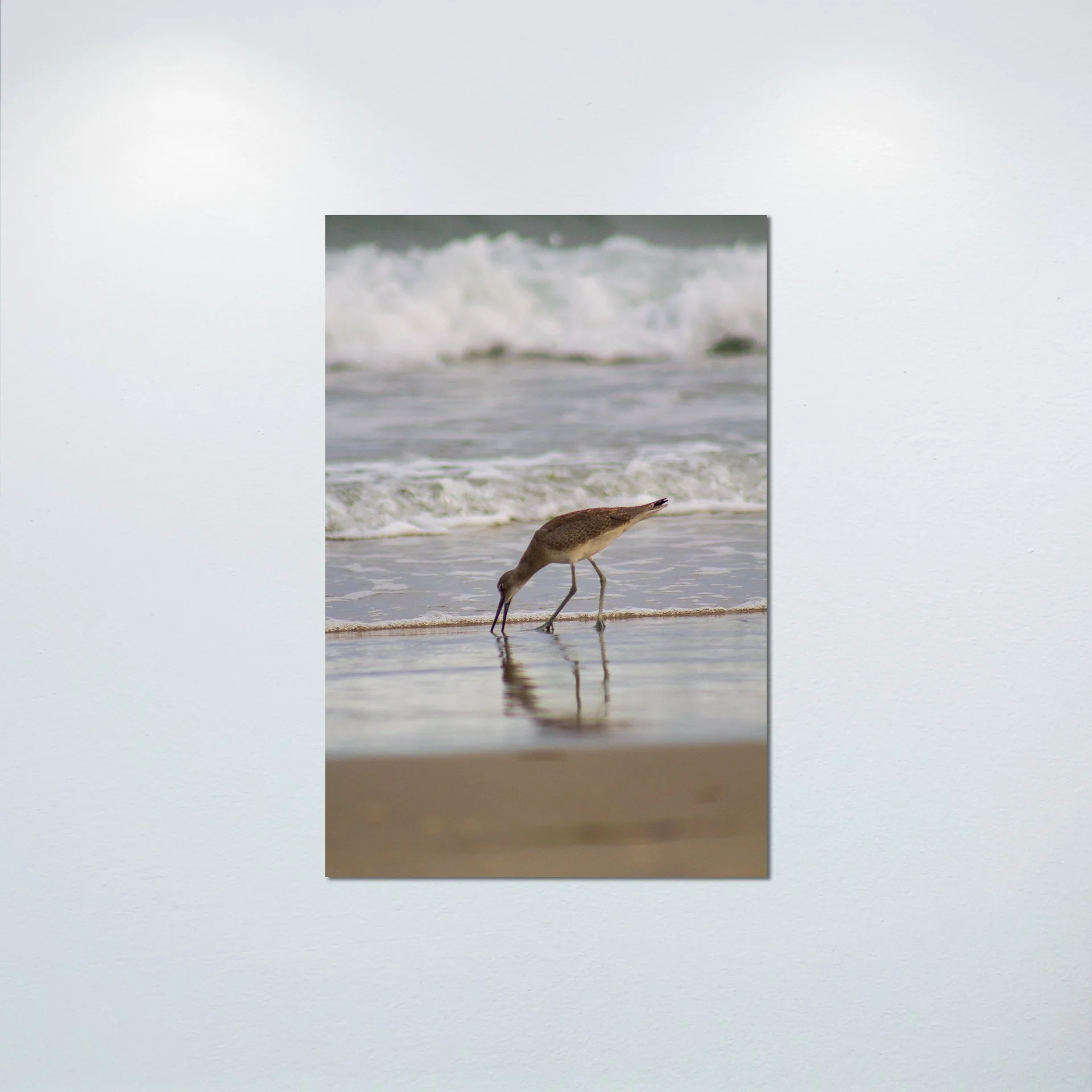 1:1 Willet Eating Reflection- Poster & Canvas.jpg