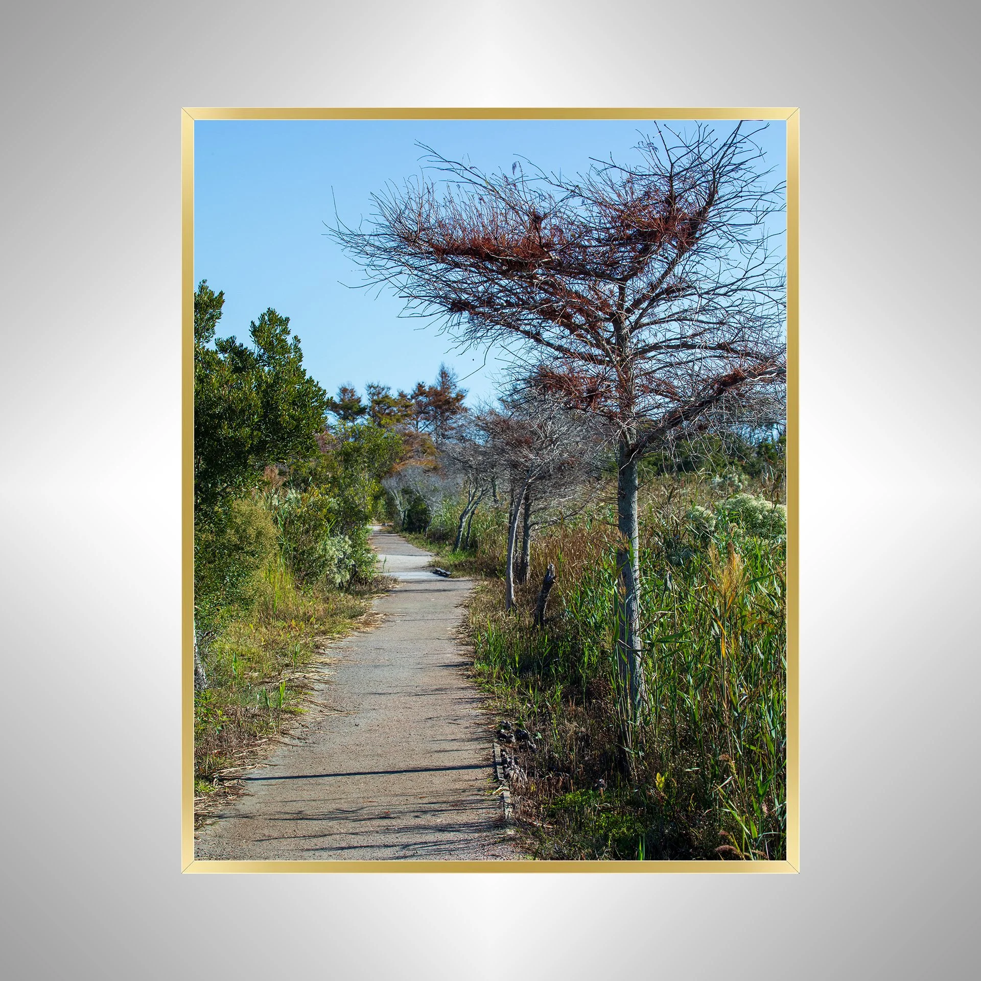 1:1 Back Bay National Wildlife Refuge Trail- Gold Metal.jpg