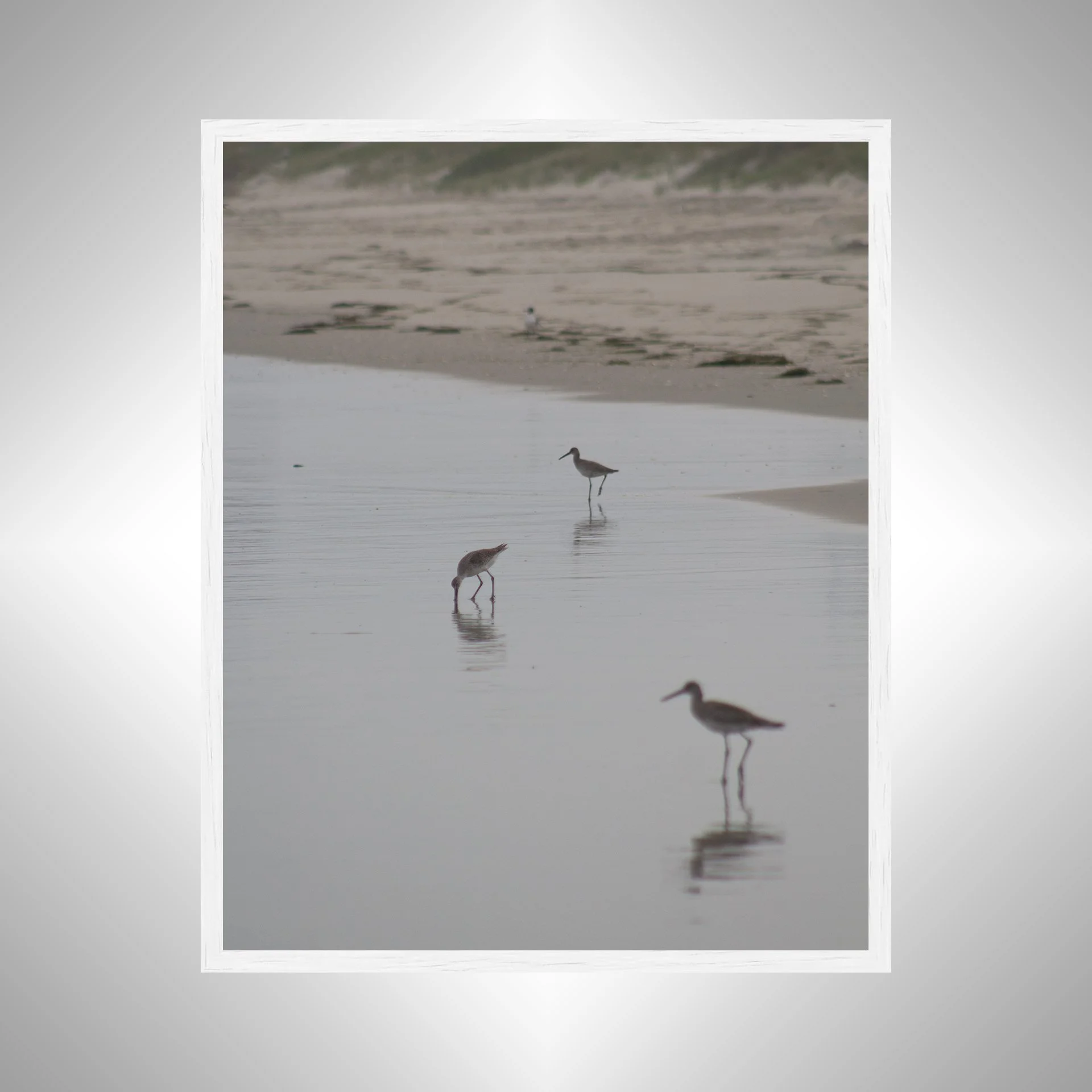 1:1 Three Willets Reflection- White.jpg