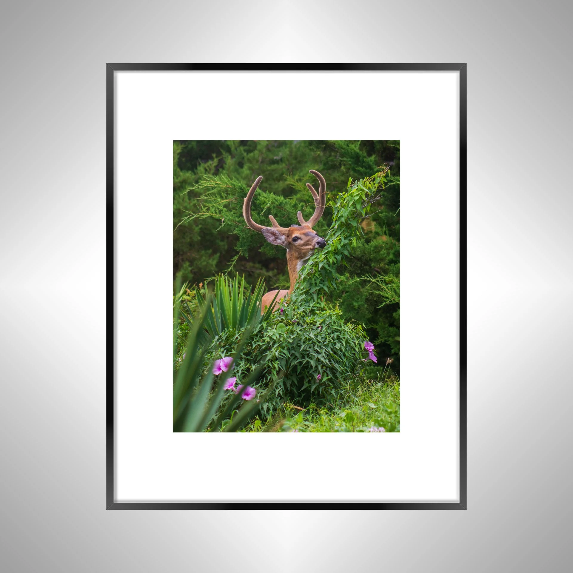 1:1 Deer Eating in Rodanthe- Black Metal w: Border.jpg