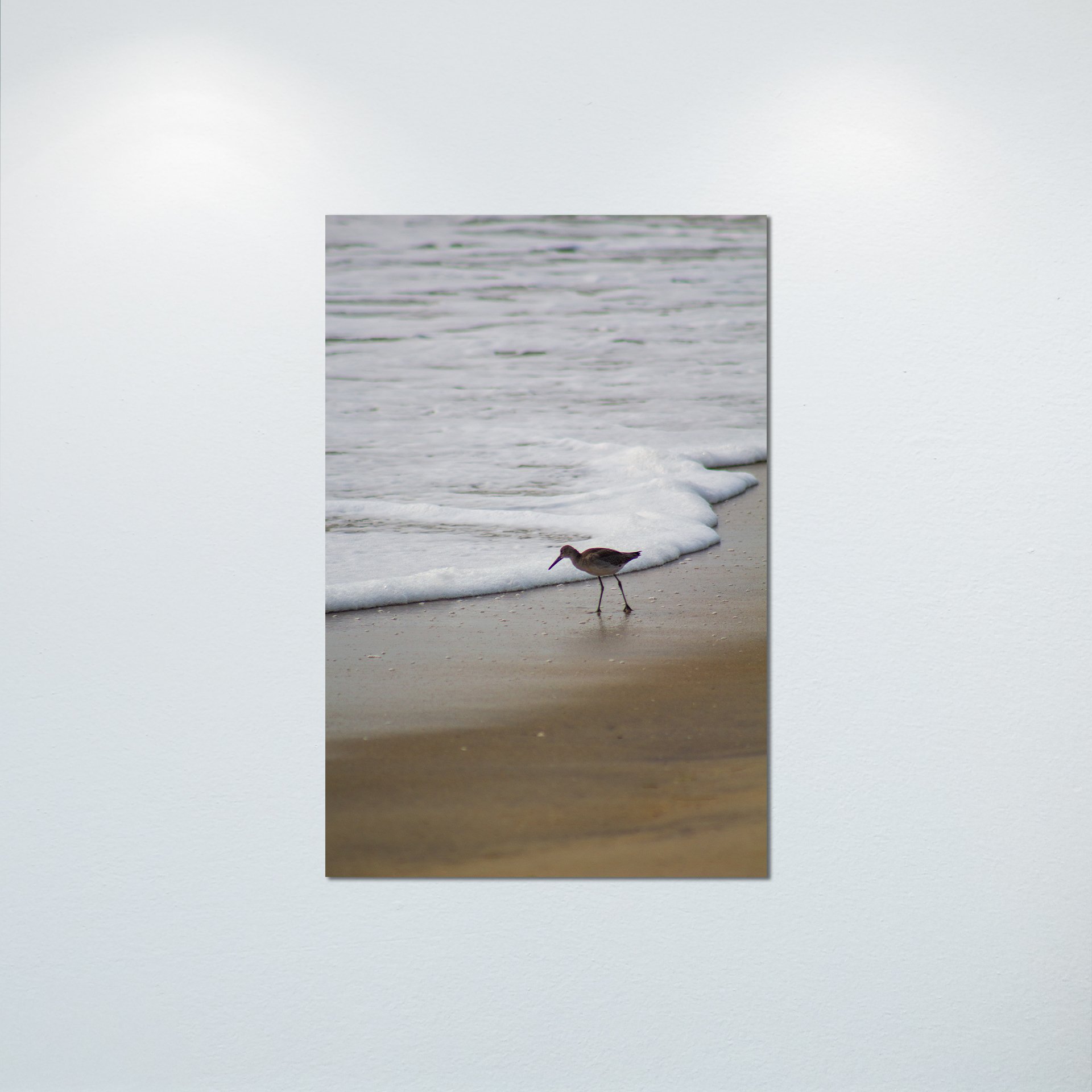 1:10 Willet at Beach Searching- Poster & Canvas.jpg