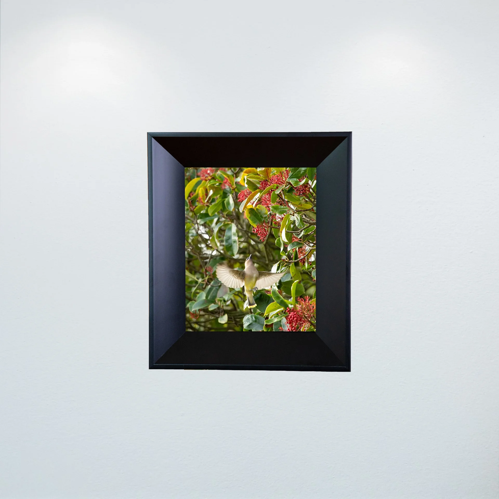 1:10 Cedar Waxwing Picking Berries- Mini.jpg