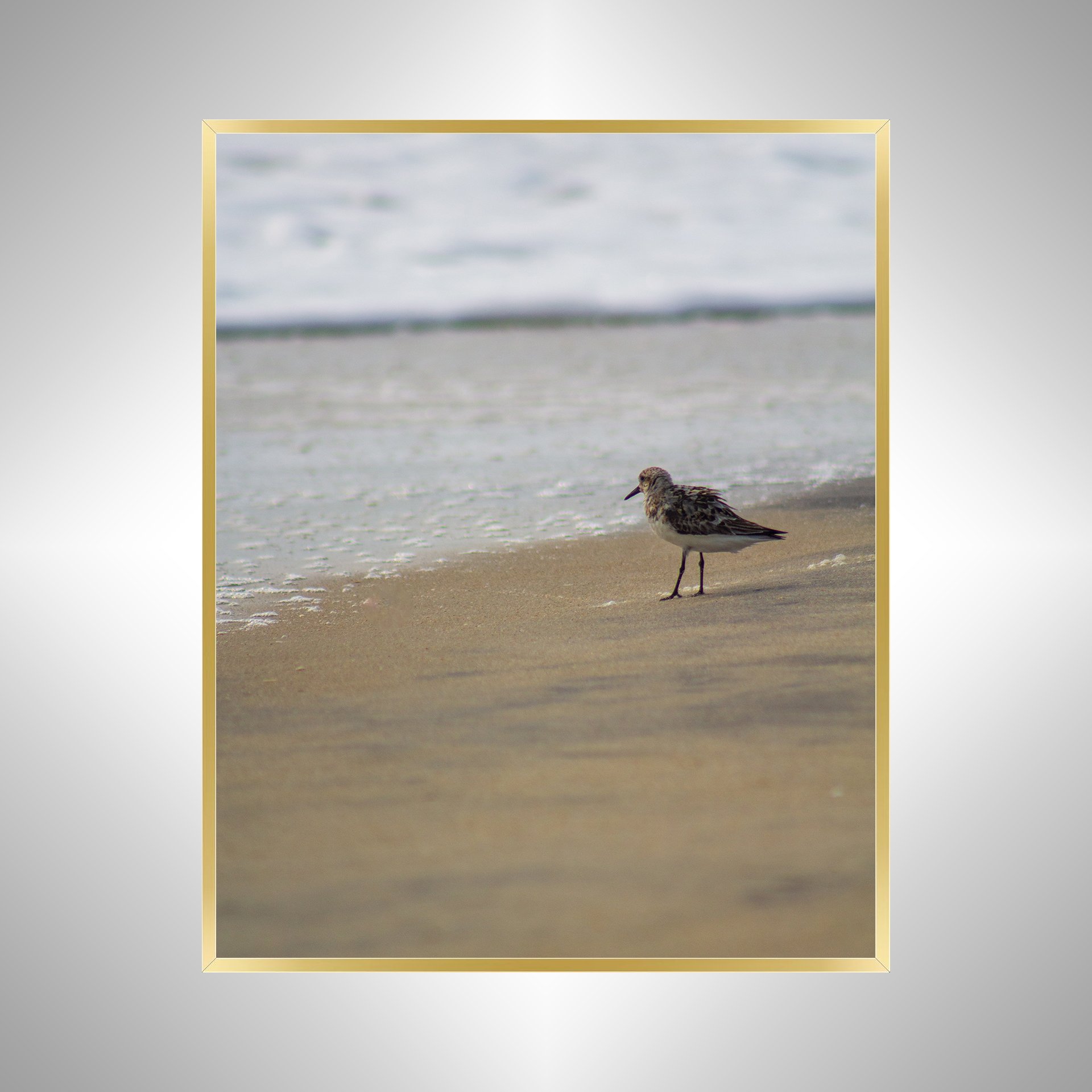 1:10 Sanderling at the Beach- Gold.jpg