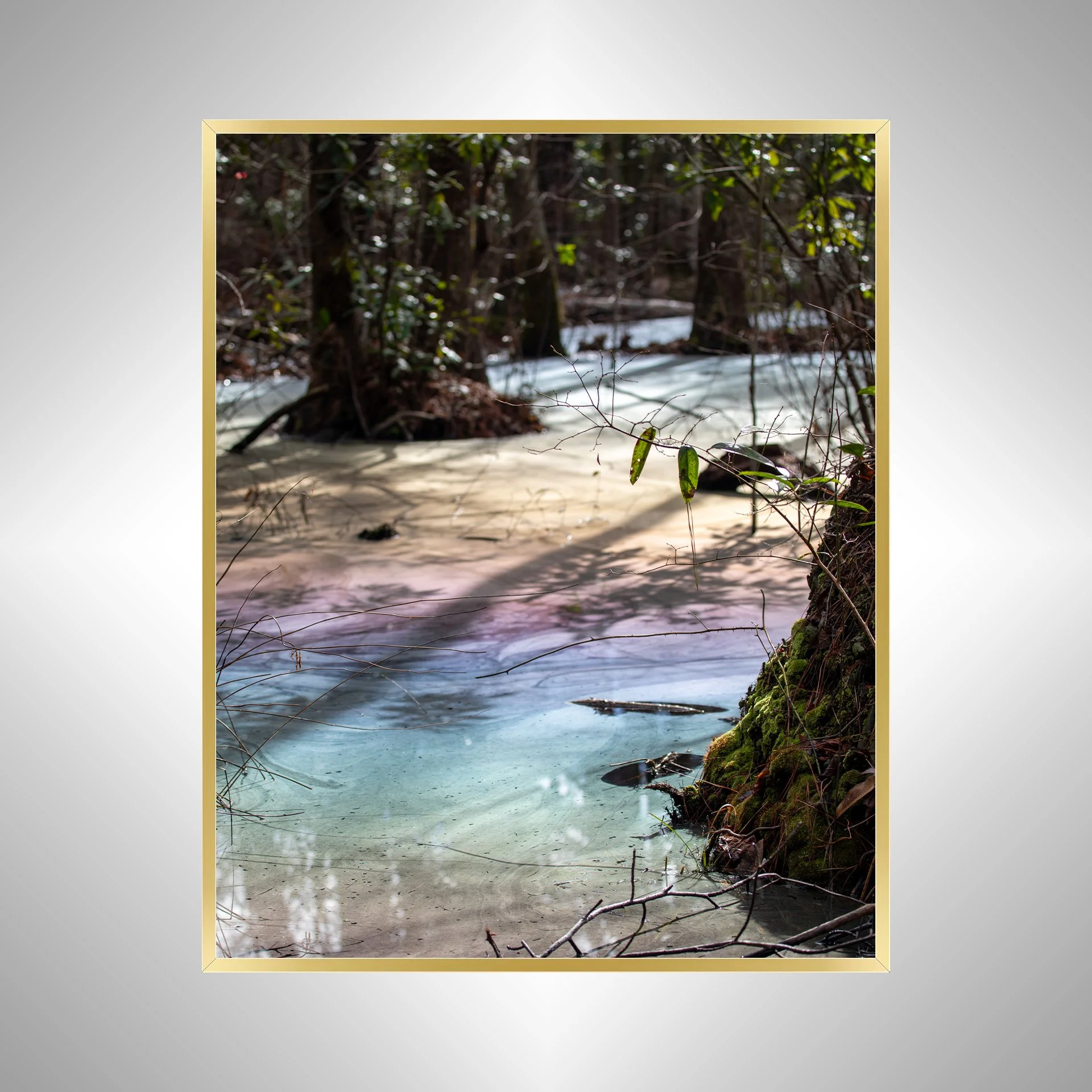 1:1 Rainbow Swamp at Seashore State Park- Gold.jpg
