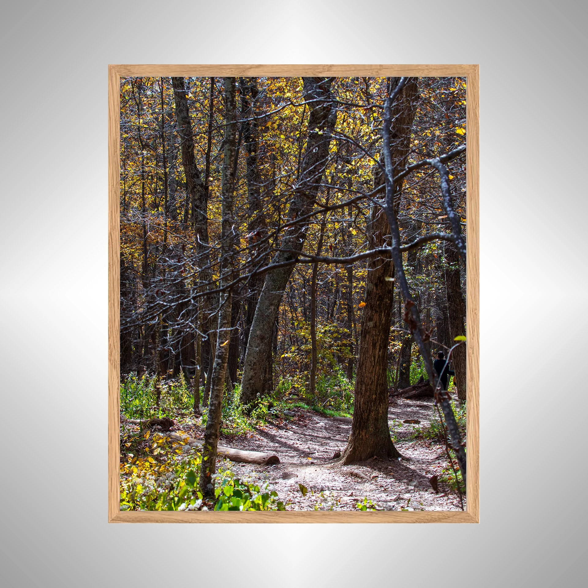 1:1 Shenandoah National Park Tree Trail- White copy NATTY.jpg