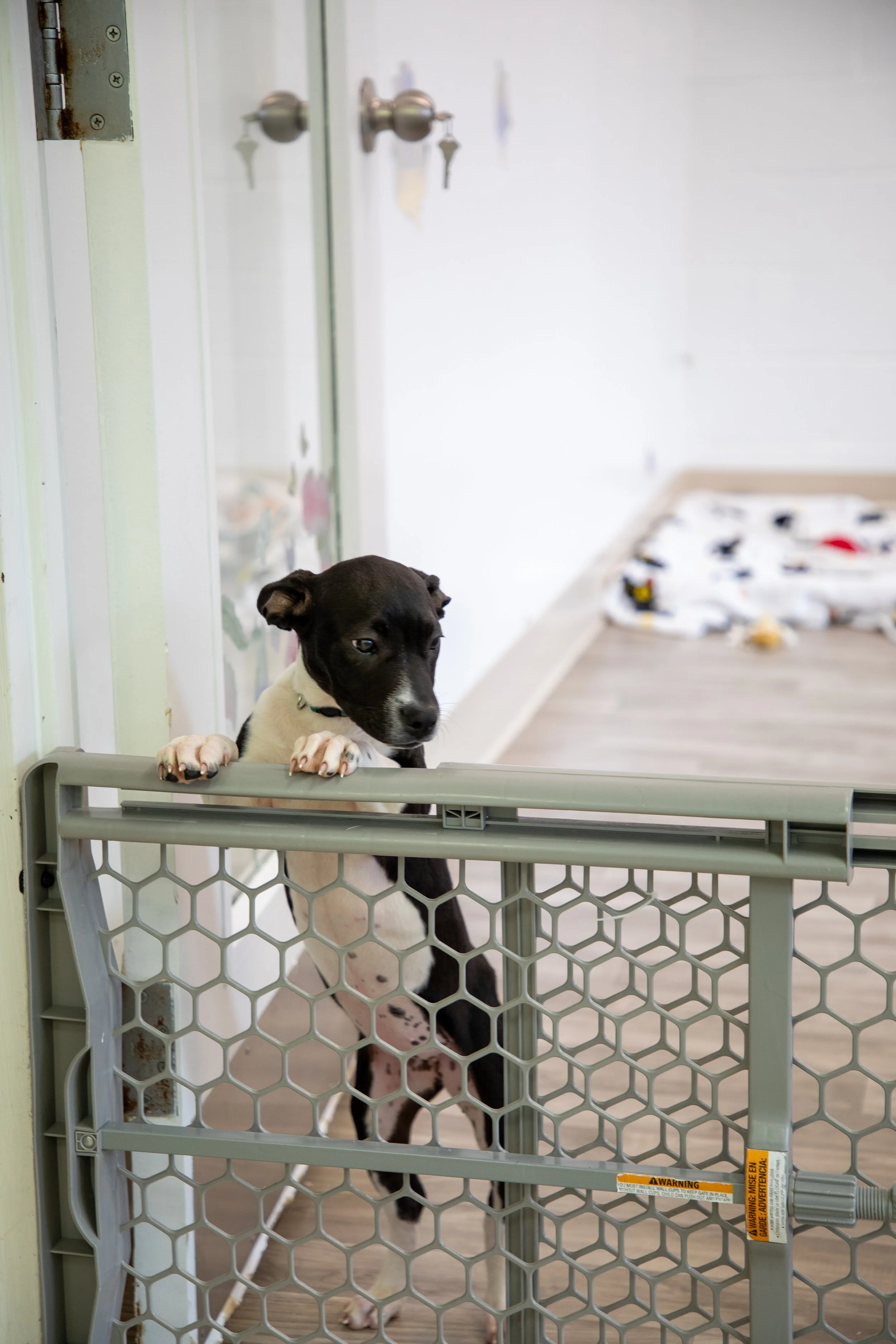 Will Locke Pet Photography- HopeForLife Unwatermarked14.jpg