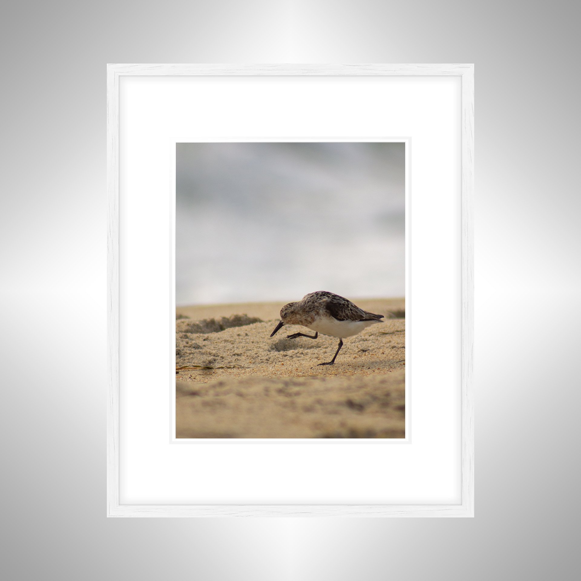 1:1 Itchy Willet- White Wood w: Border.jpg