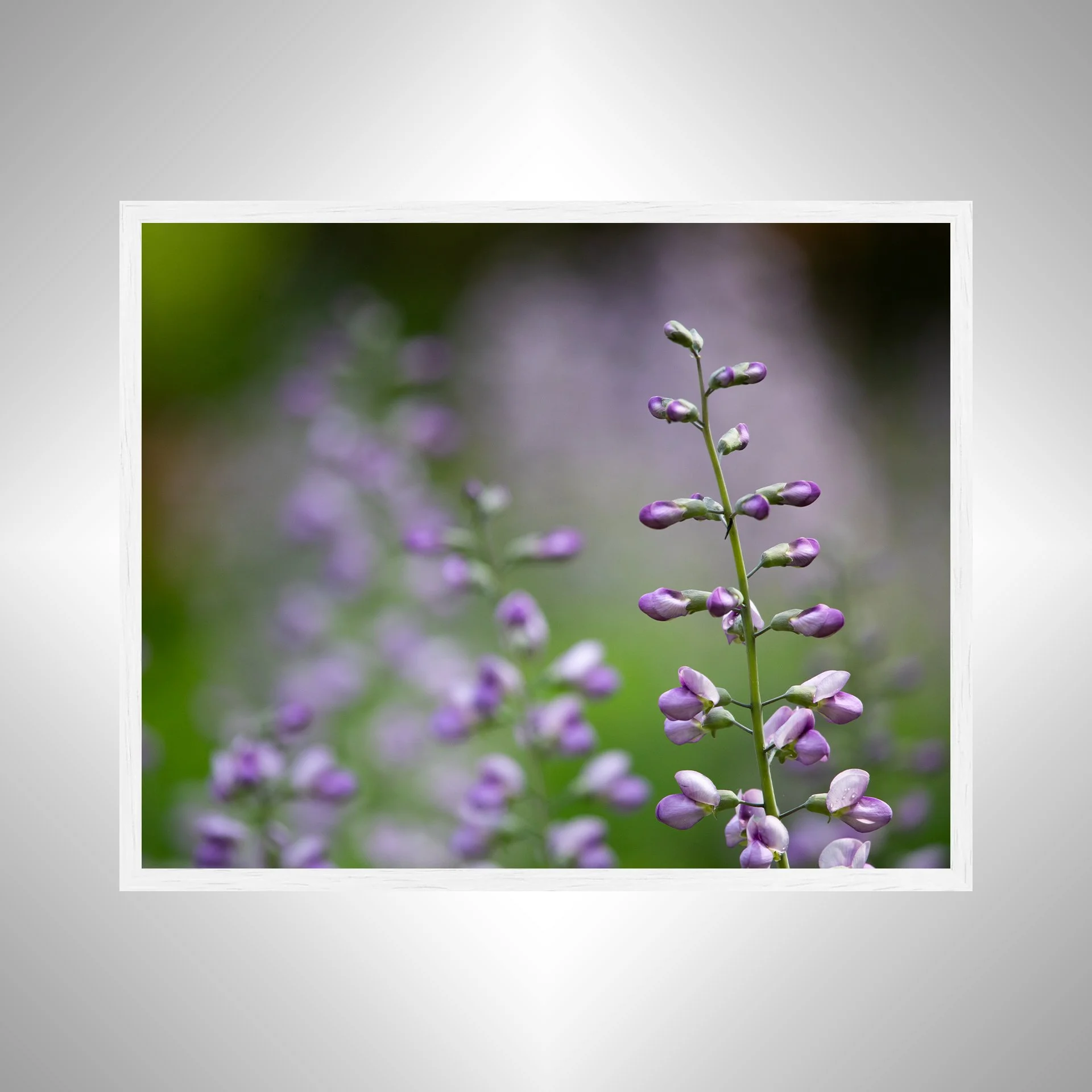 1:10 Baptisia 'Purple Smoke'- White.jpg