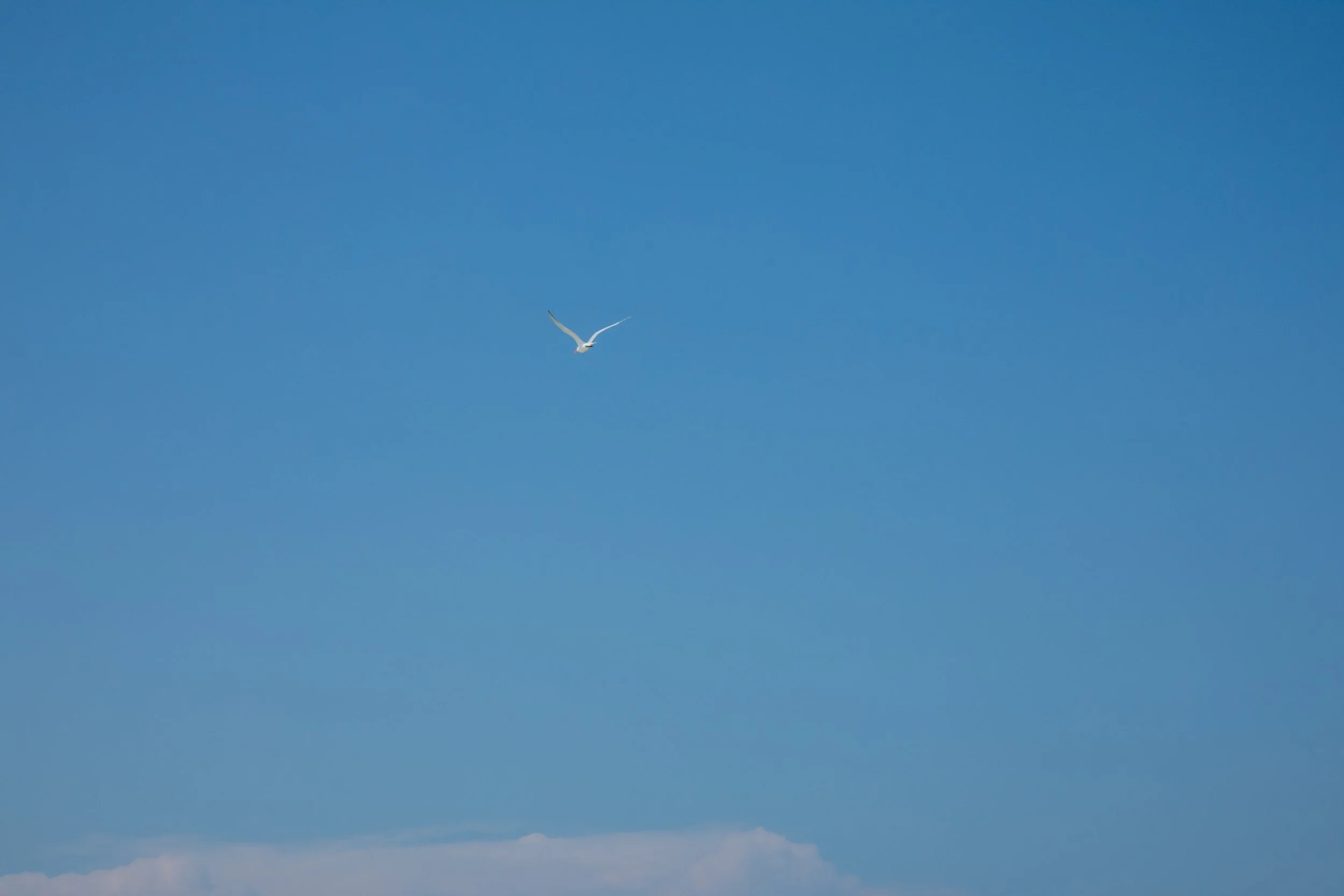 1:10 Seagull Flying Away.jpg