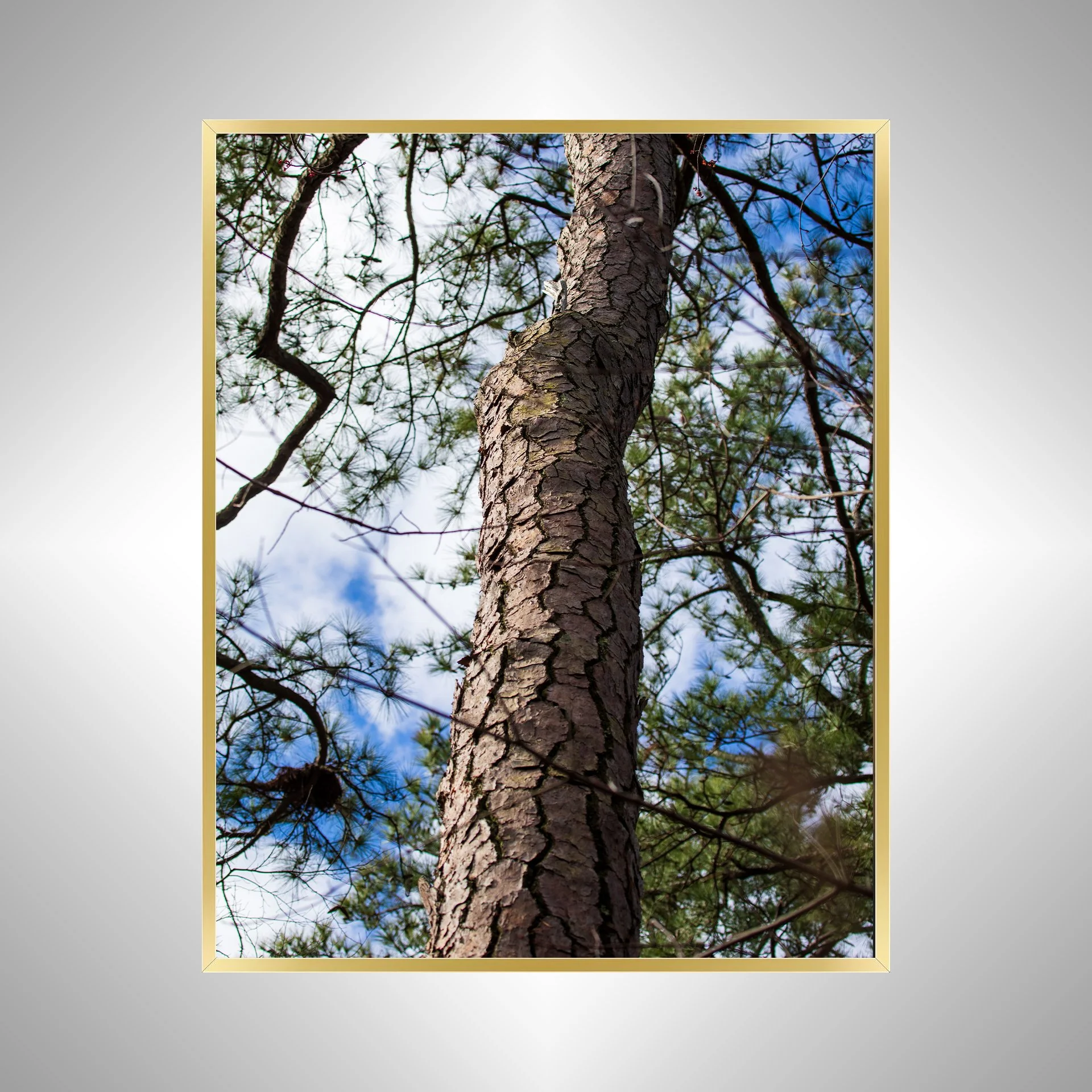1:1 Seashore State Park Pine Tree Bark- Gold.jpg