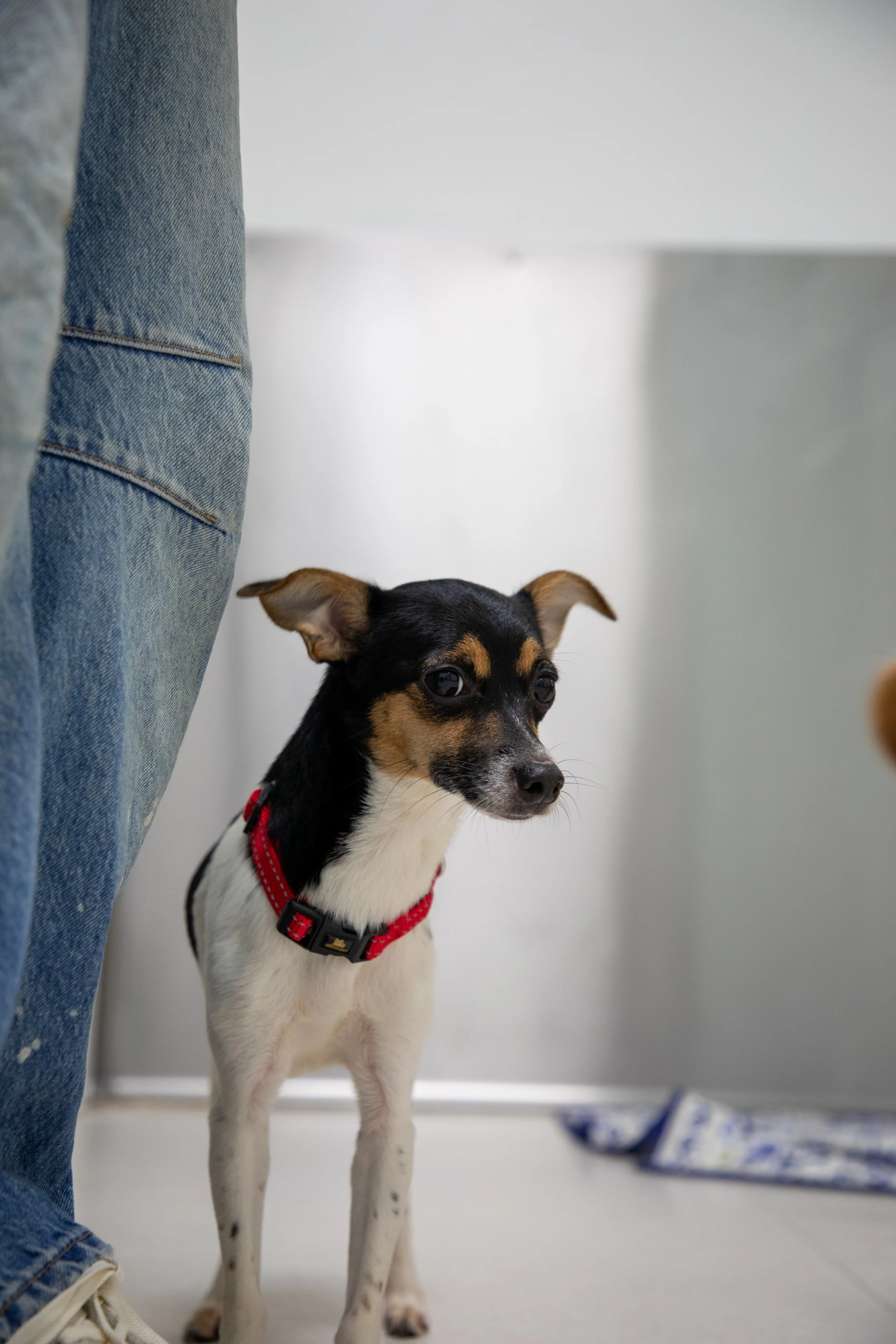 Will Locke Pet Photography- HopeForLife Unwatermarked34.jpg