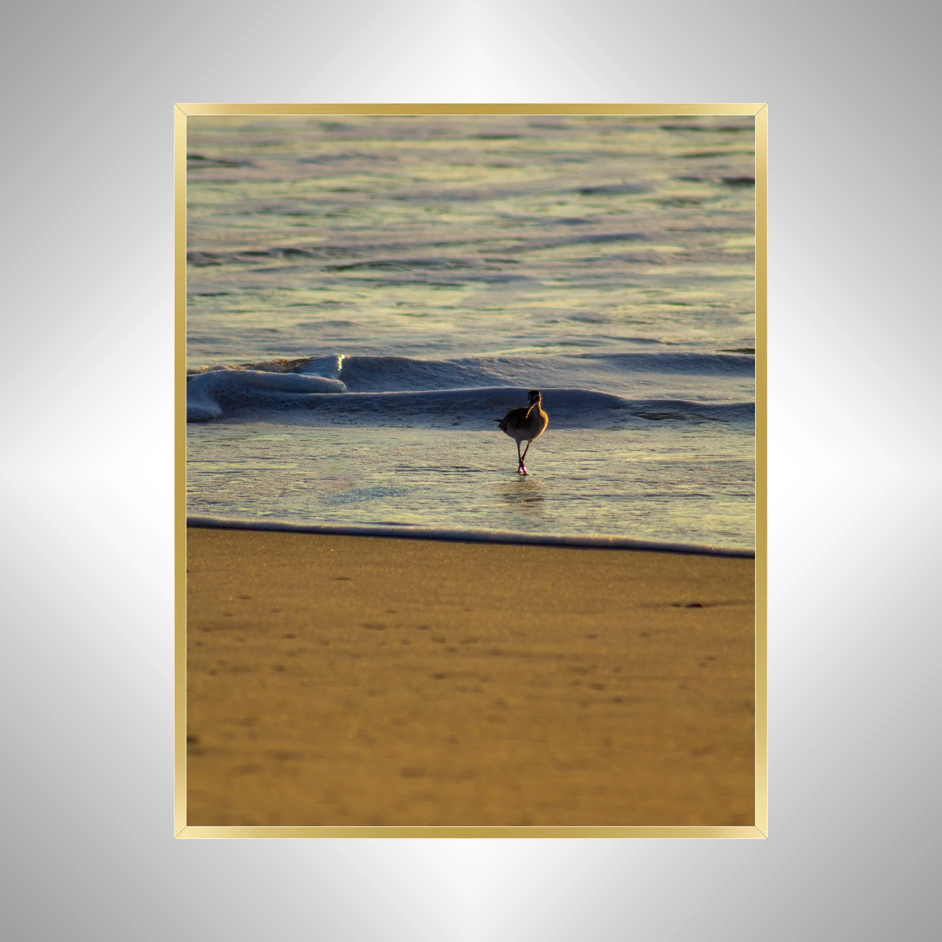 1:1 Willet at Sunrise- Gold.jpg