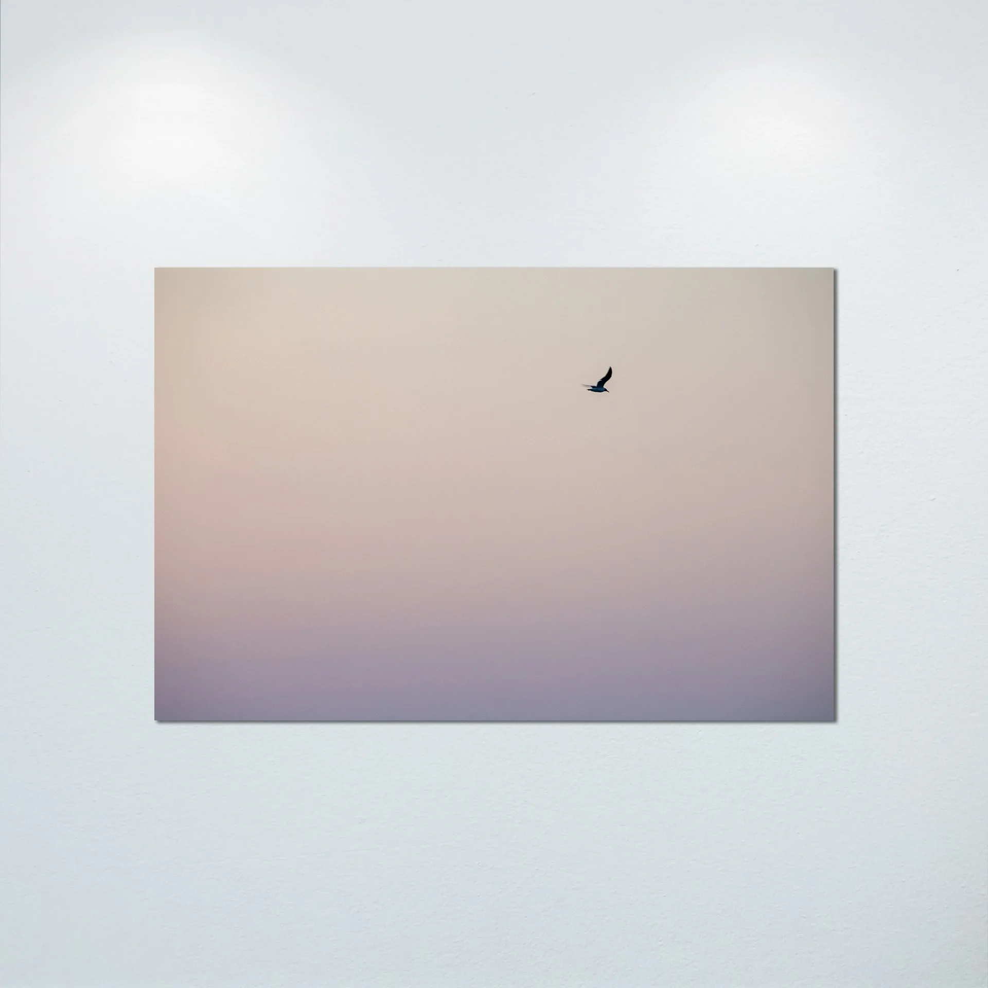 1:1 Seagull Flying on Pink Gradient- Poster & Canvas.jpg