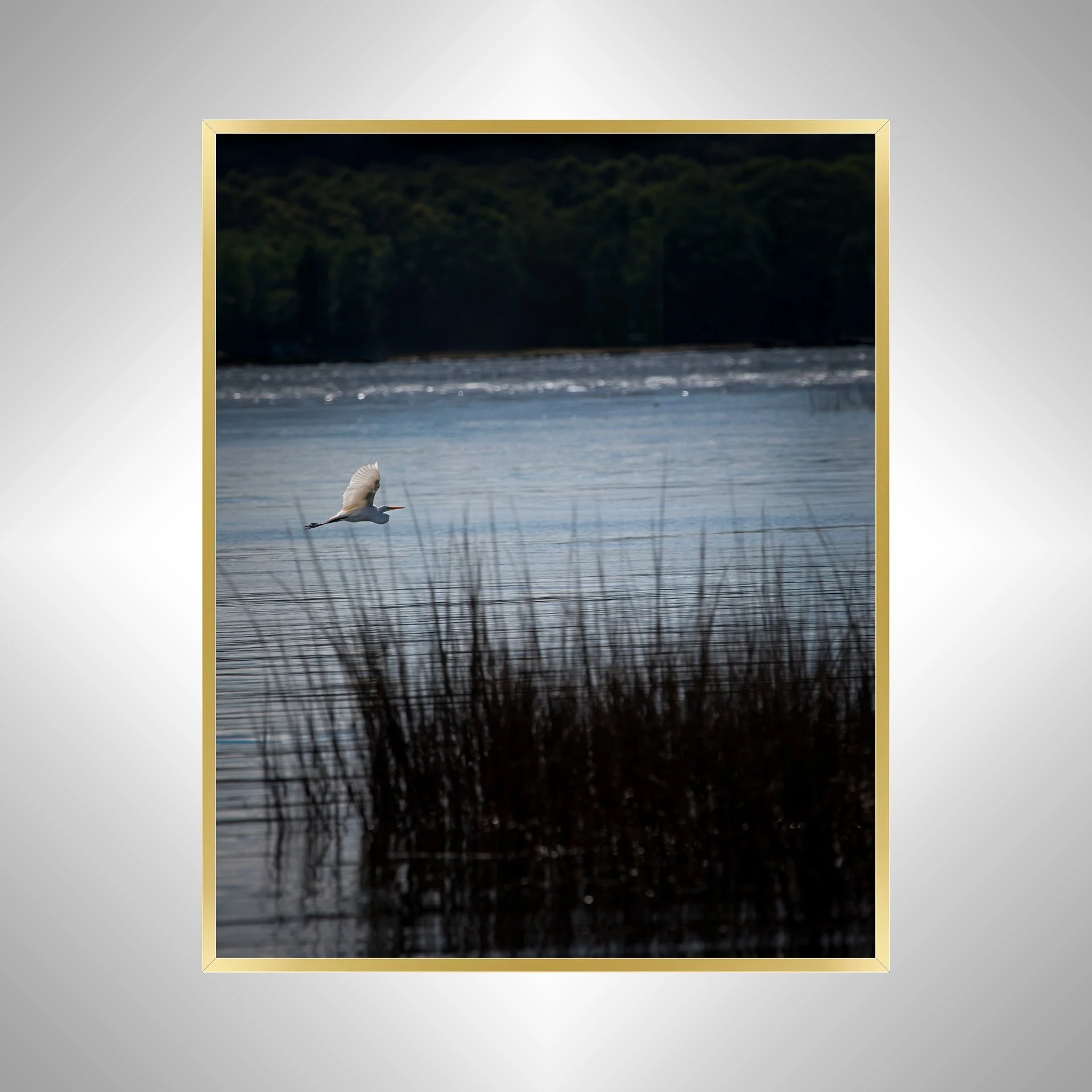 1:1 Egret Flying on Lafayette River- Gold Metal.jpg