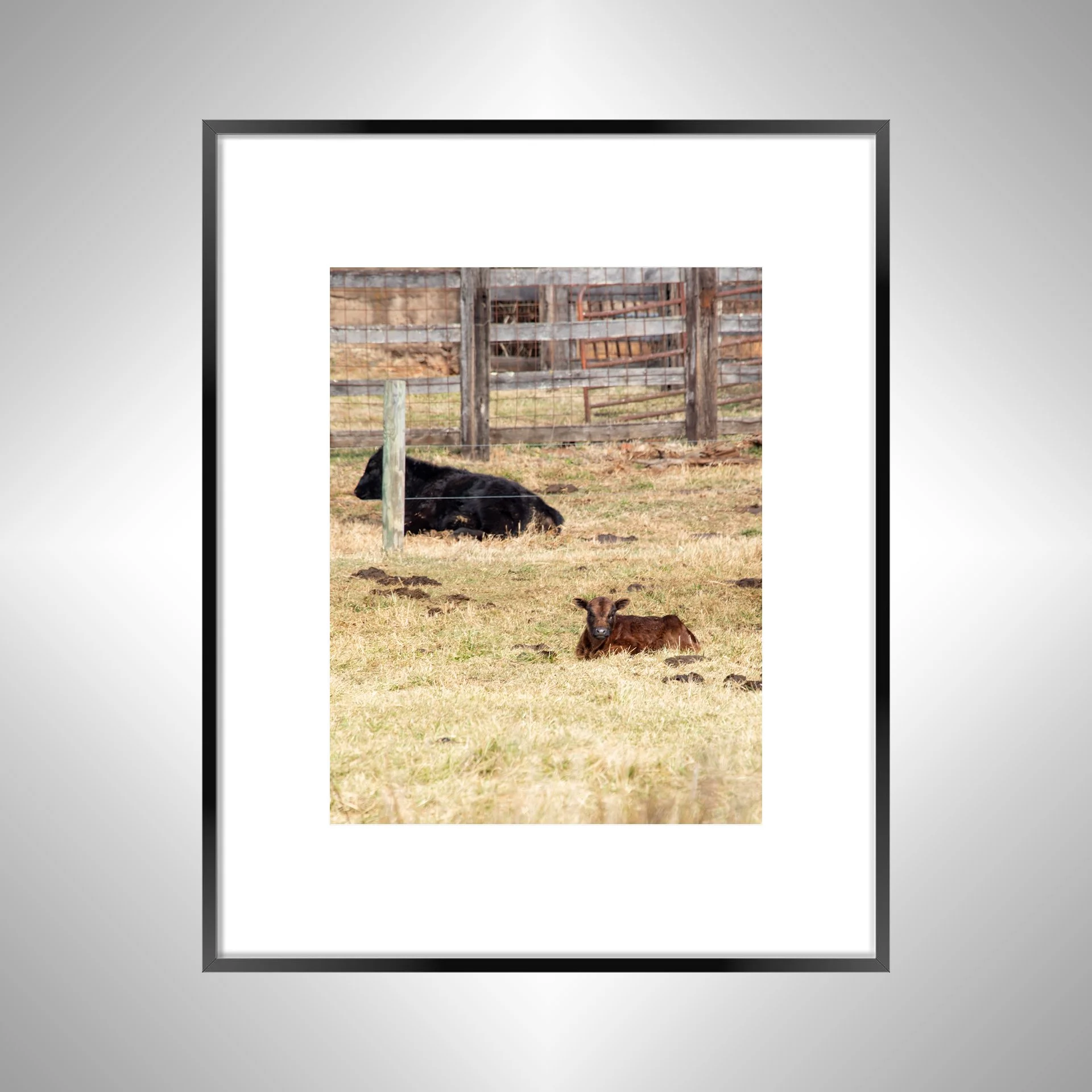 1:1 Calf Lying- Black Metal w: Border.jpg