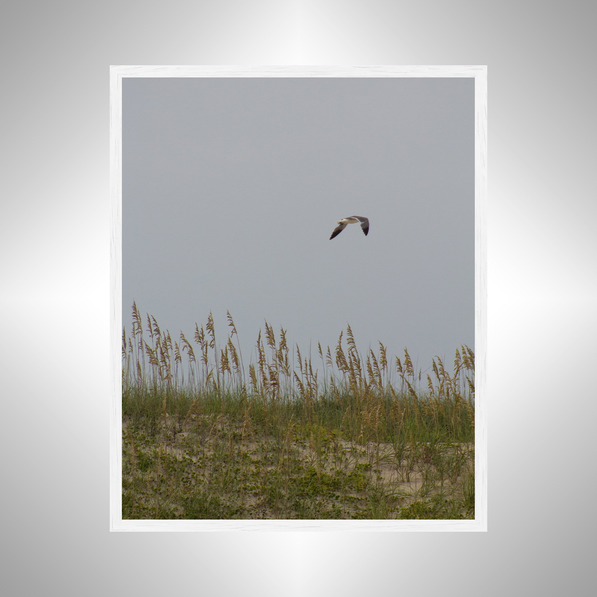 1:1 Seagull with Sea Oats- White.jpg