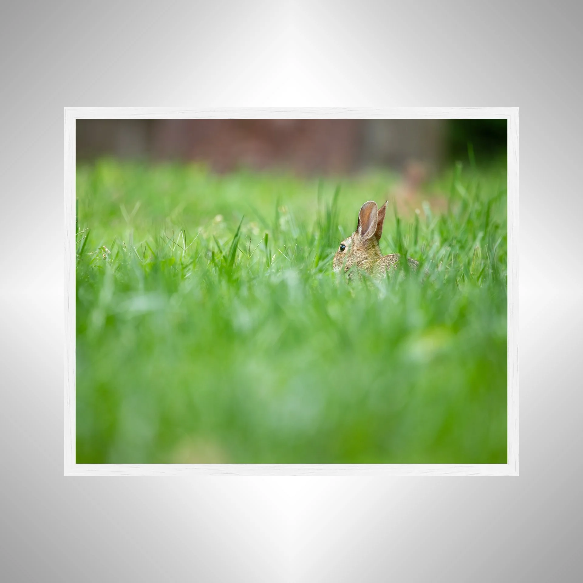 1:1 Rabbit Relaxing- White.jpg