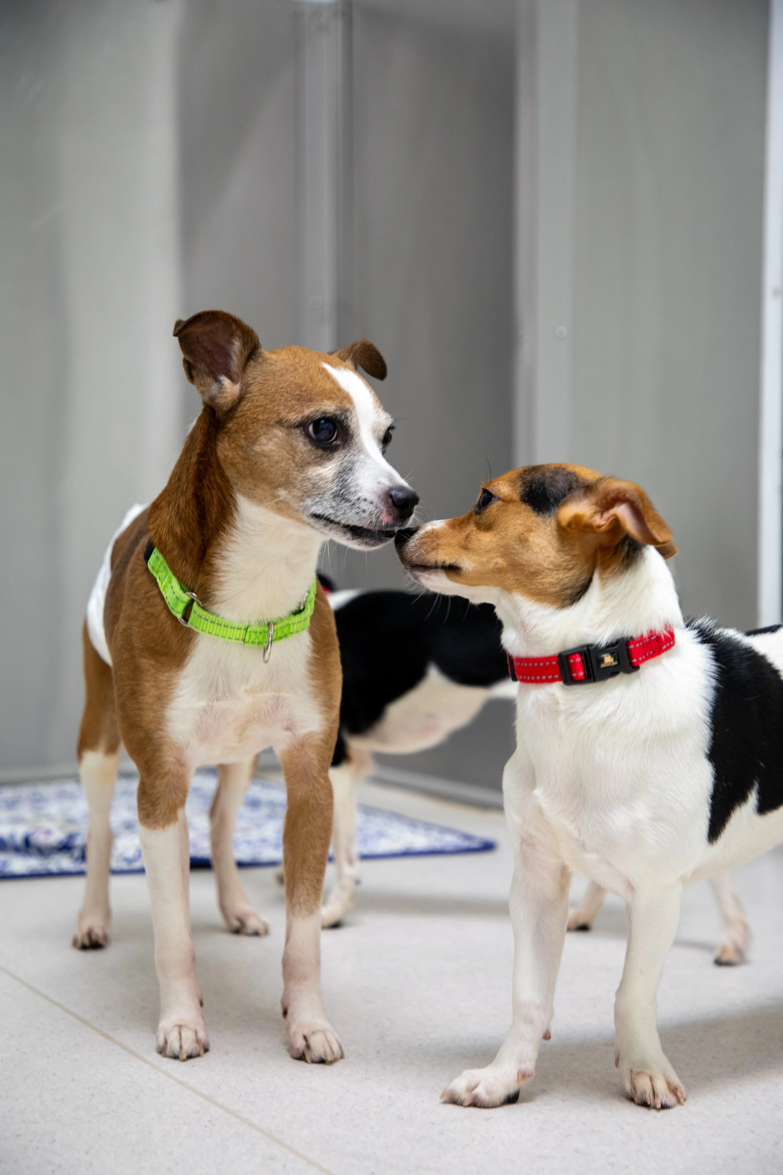 Will Locke Pet Photography- HopeForLife Unwatermarked33.jpg