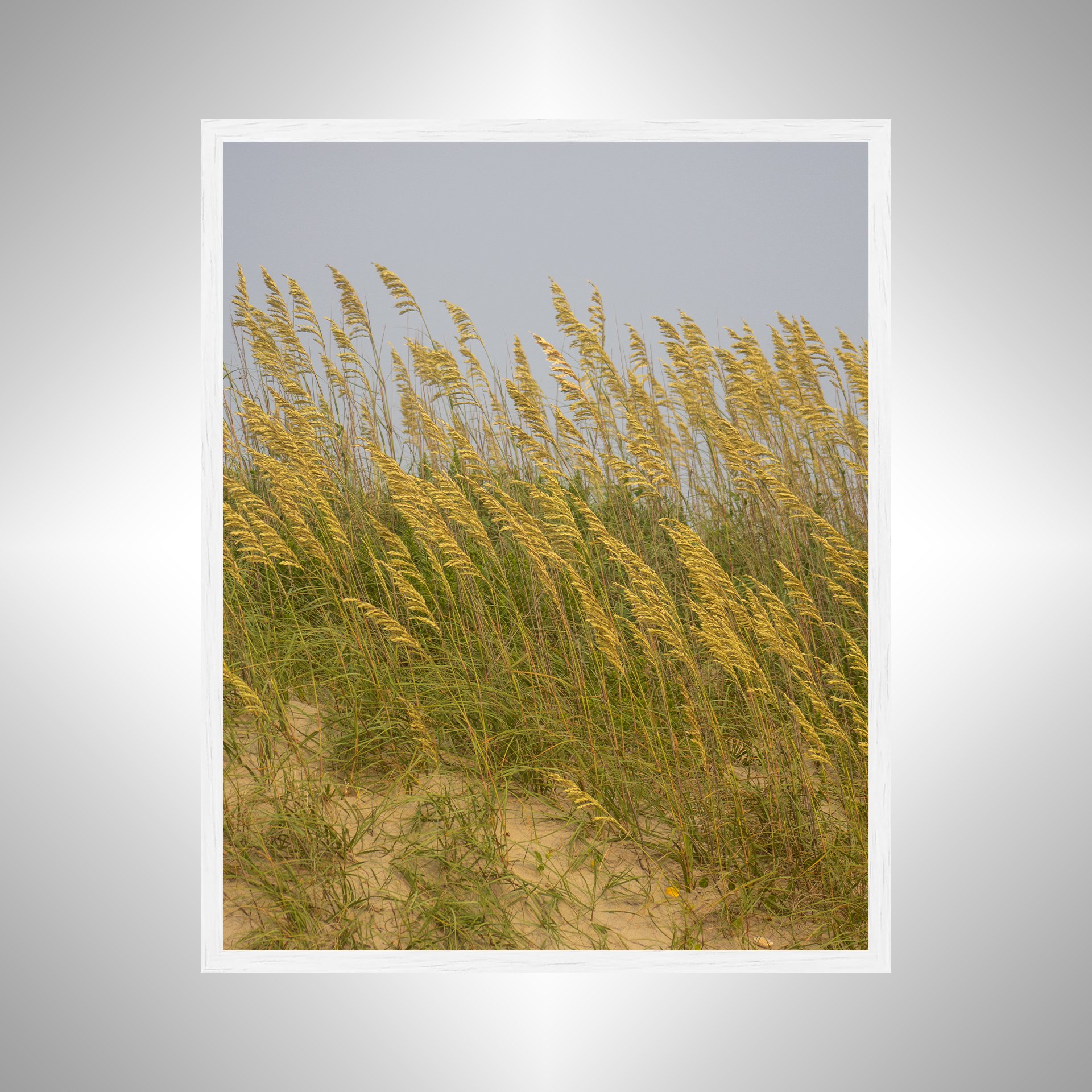 1:1 Rodanthe Dune Oats (Portrait)- White.jpg