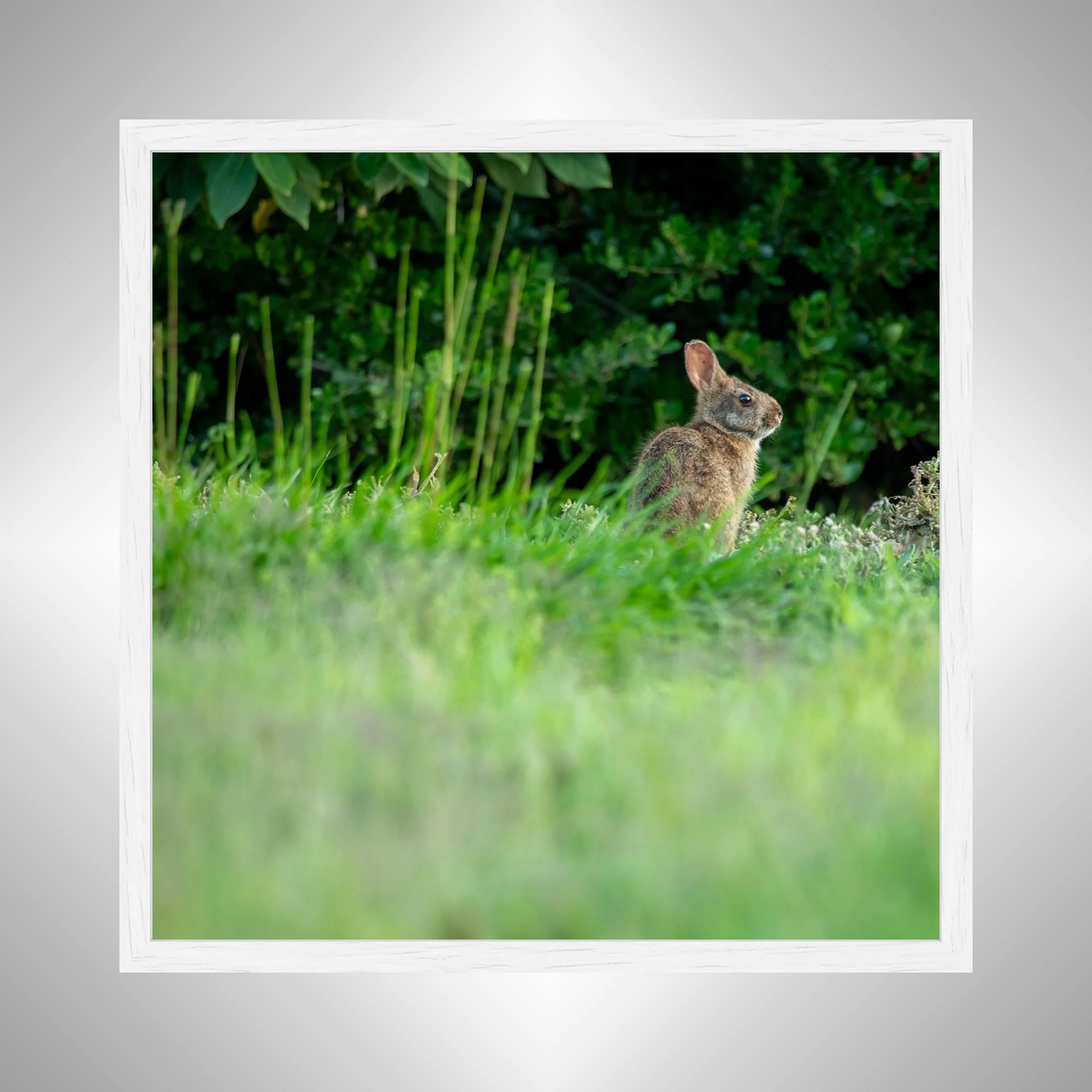 1:1 Dune Bunny in Duck, NC (Square)- White Wood.jpg