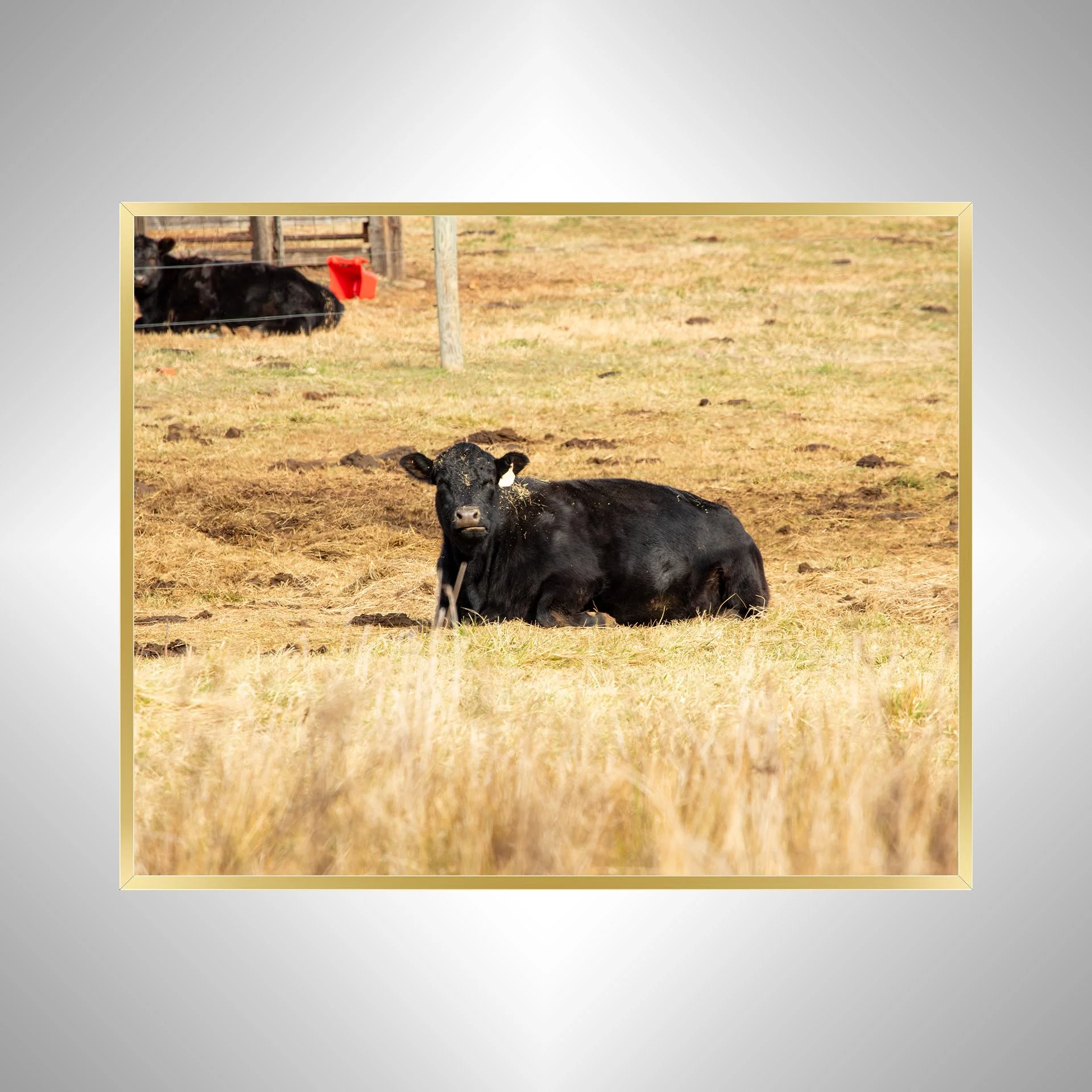 1:1 Dirty Cow Grazing- Gold Metal.jpg