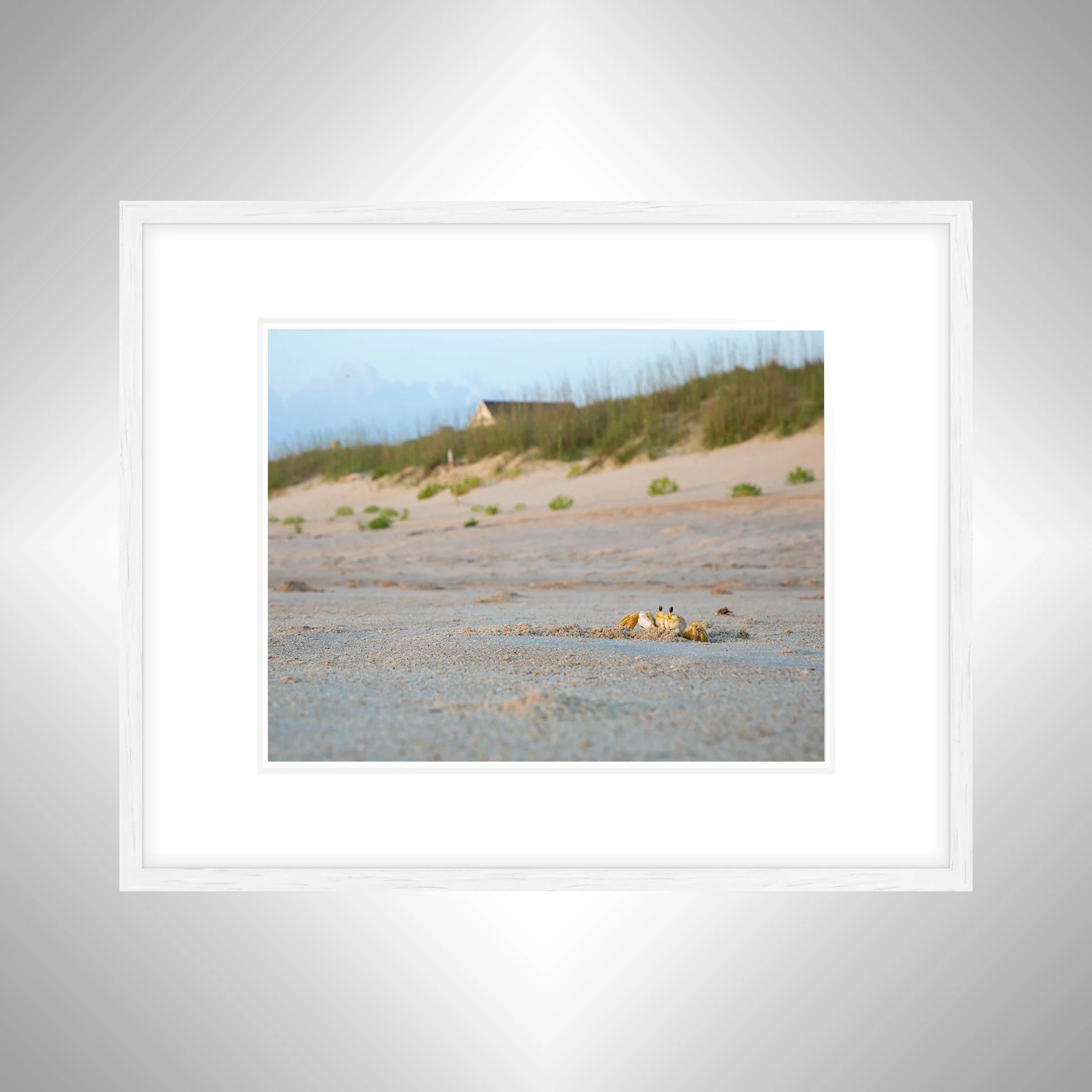1:10 Ghost Crab Headshot- White w: Border.jpg