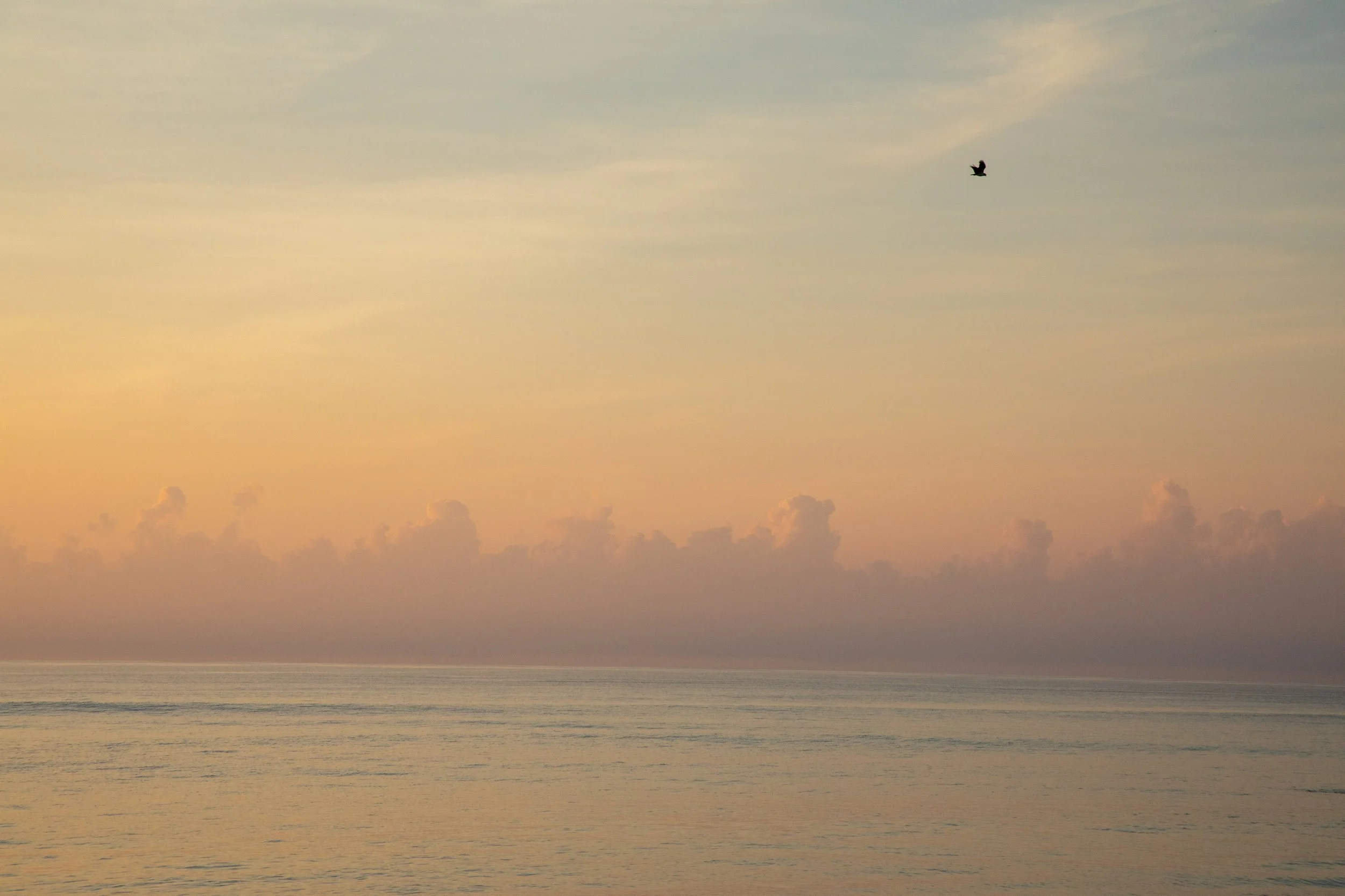 1:1 Clouds on the Horizon with Seagull.jpg