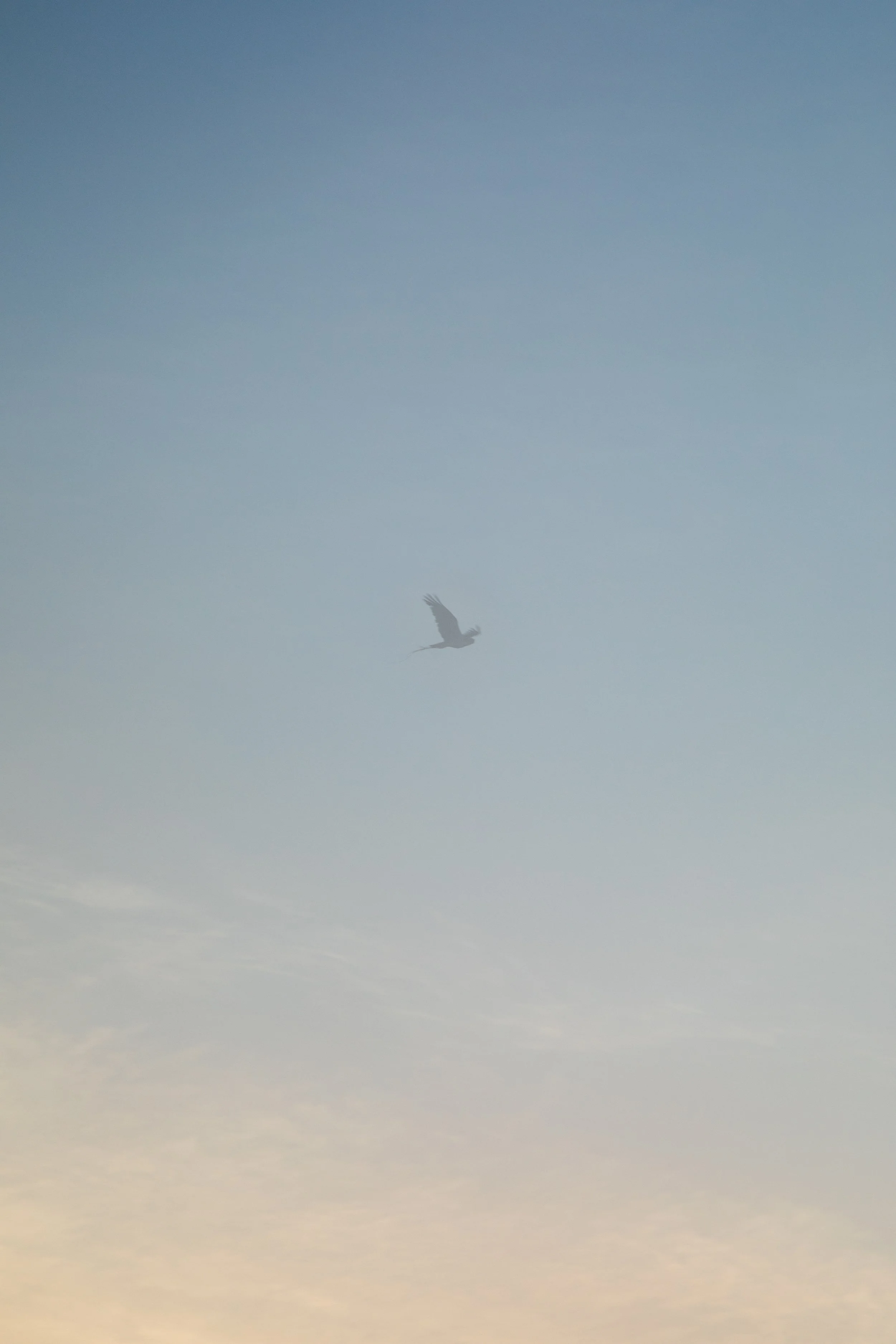 1:1 Seagull thru Fog.jpg