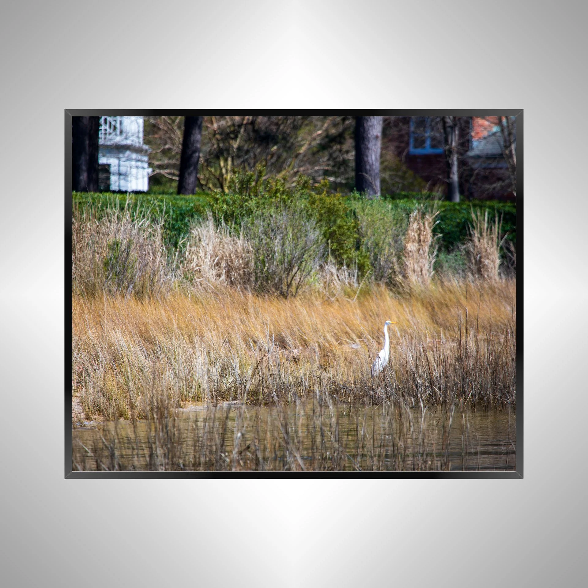 1/1 Hermitage Egret